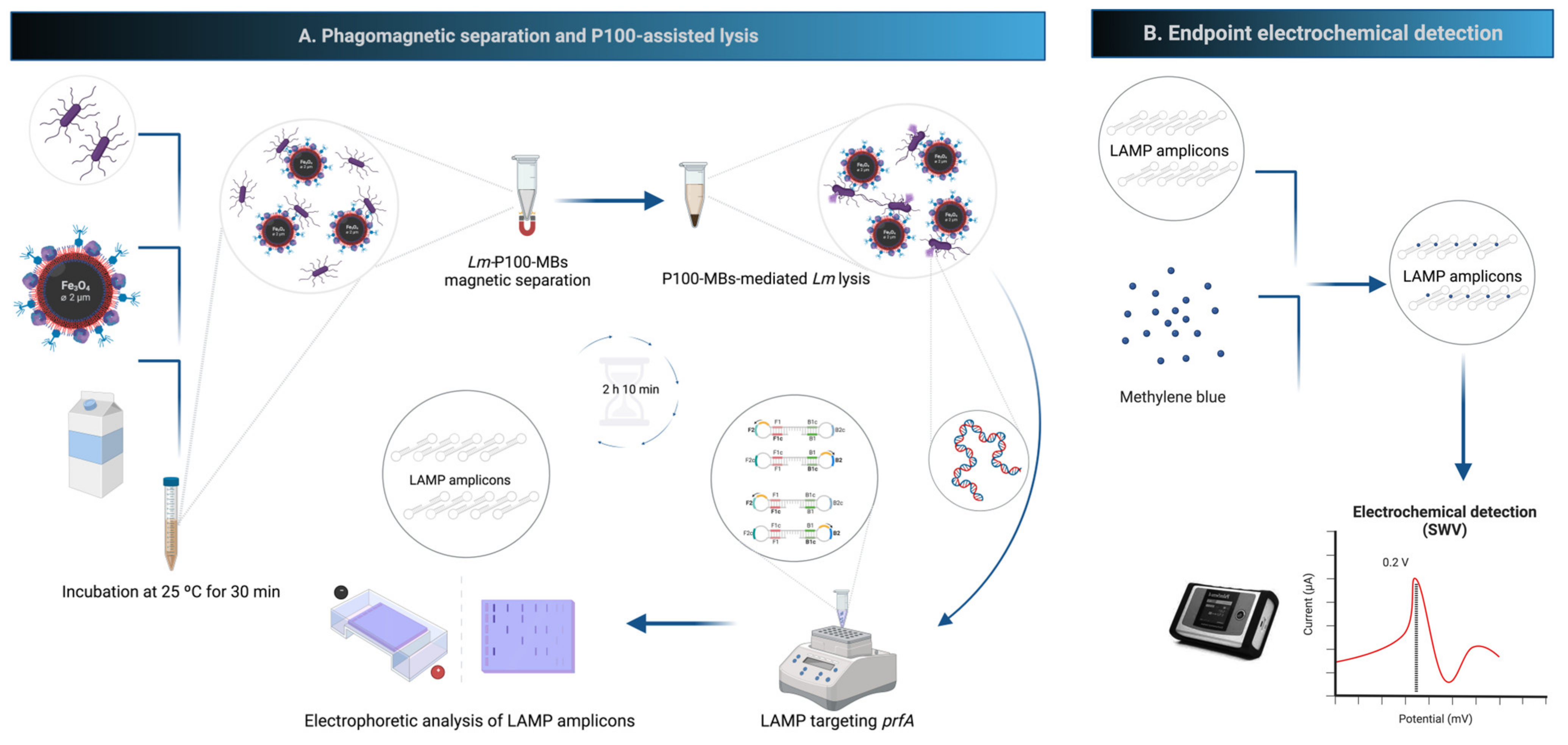 Biosensors 13 00464 g002