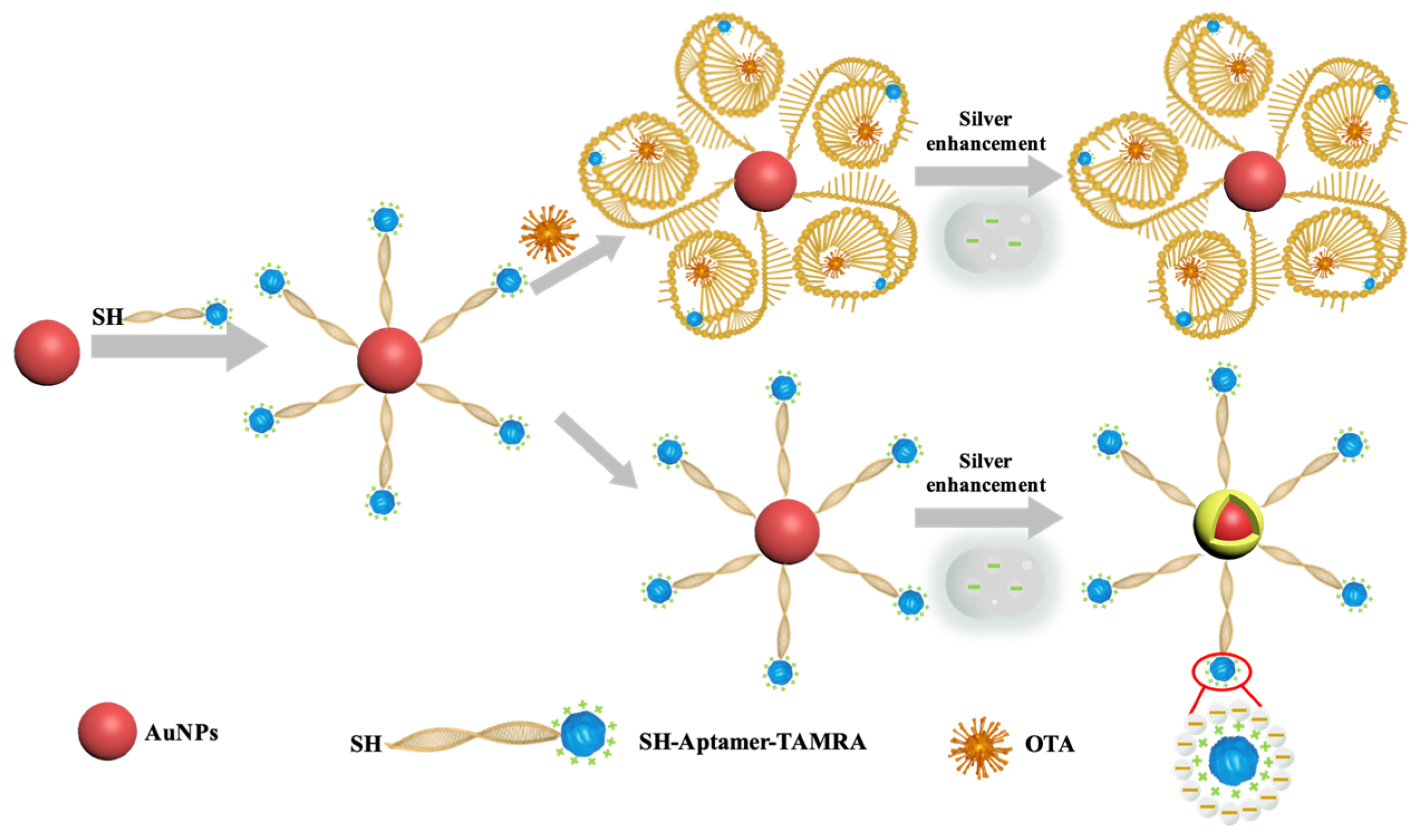 Biosensors 13 00468 sch001 Biosensors 13 00468 sch001