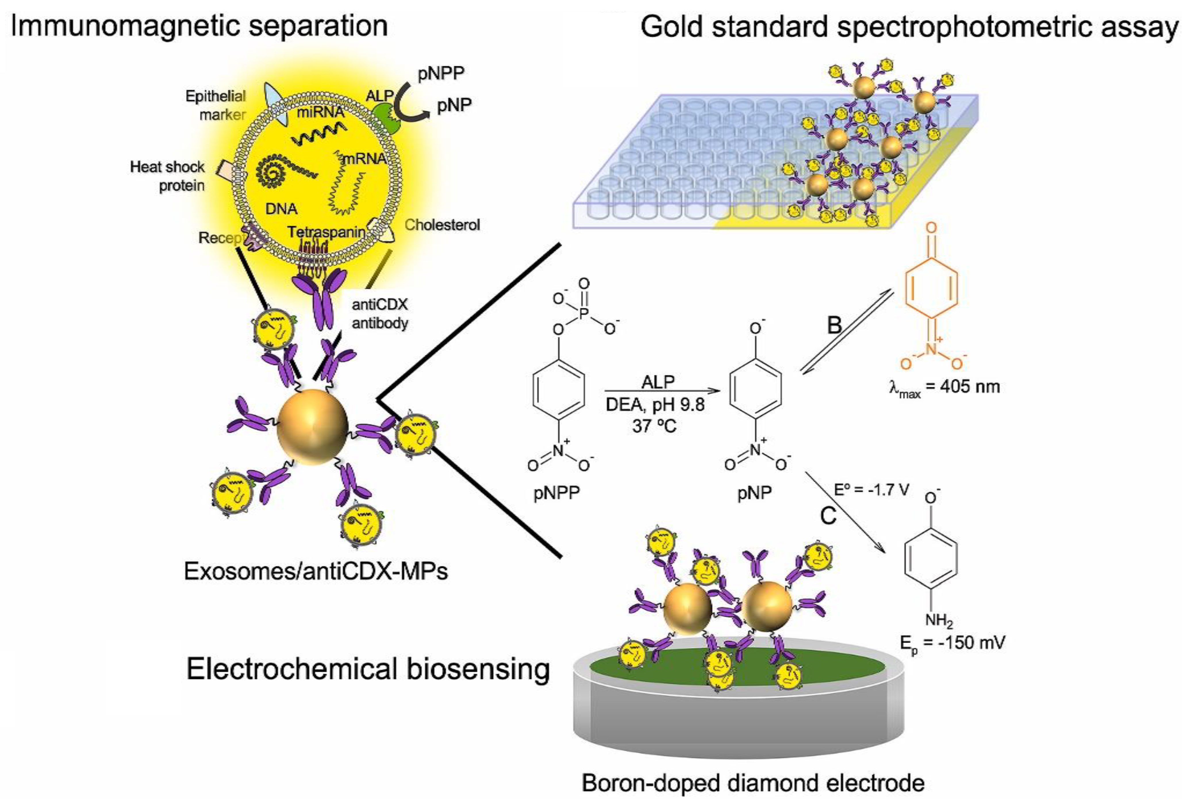 Biosensors 13 00481 g006 Biosensors 13 00481 g006