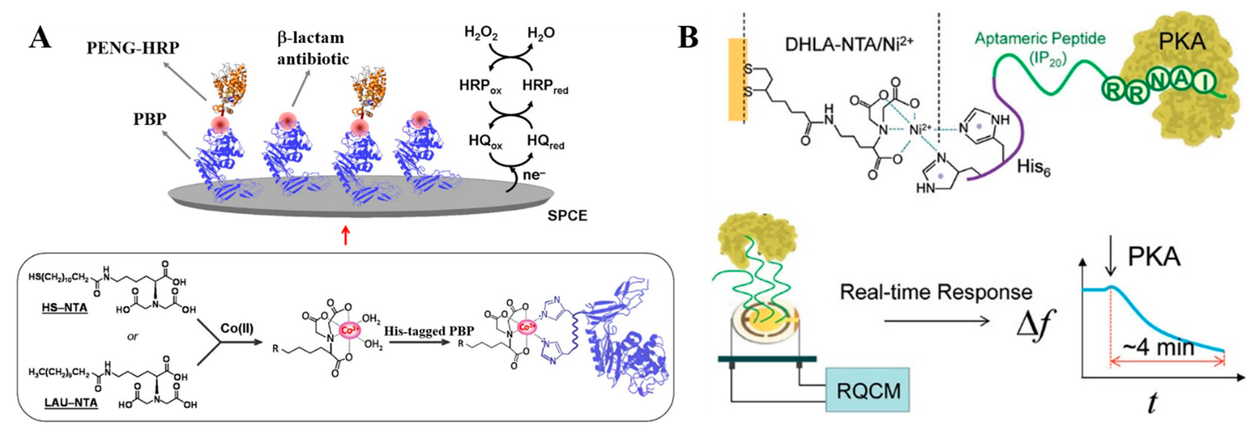 Biosensors 13 00507 g002