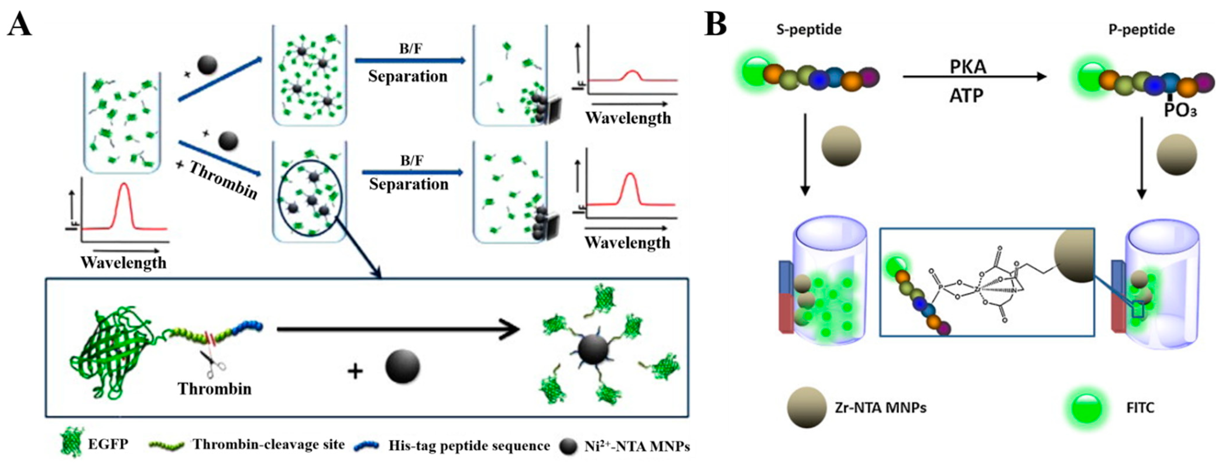 Biosensors 13 00507 g004