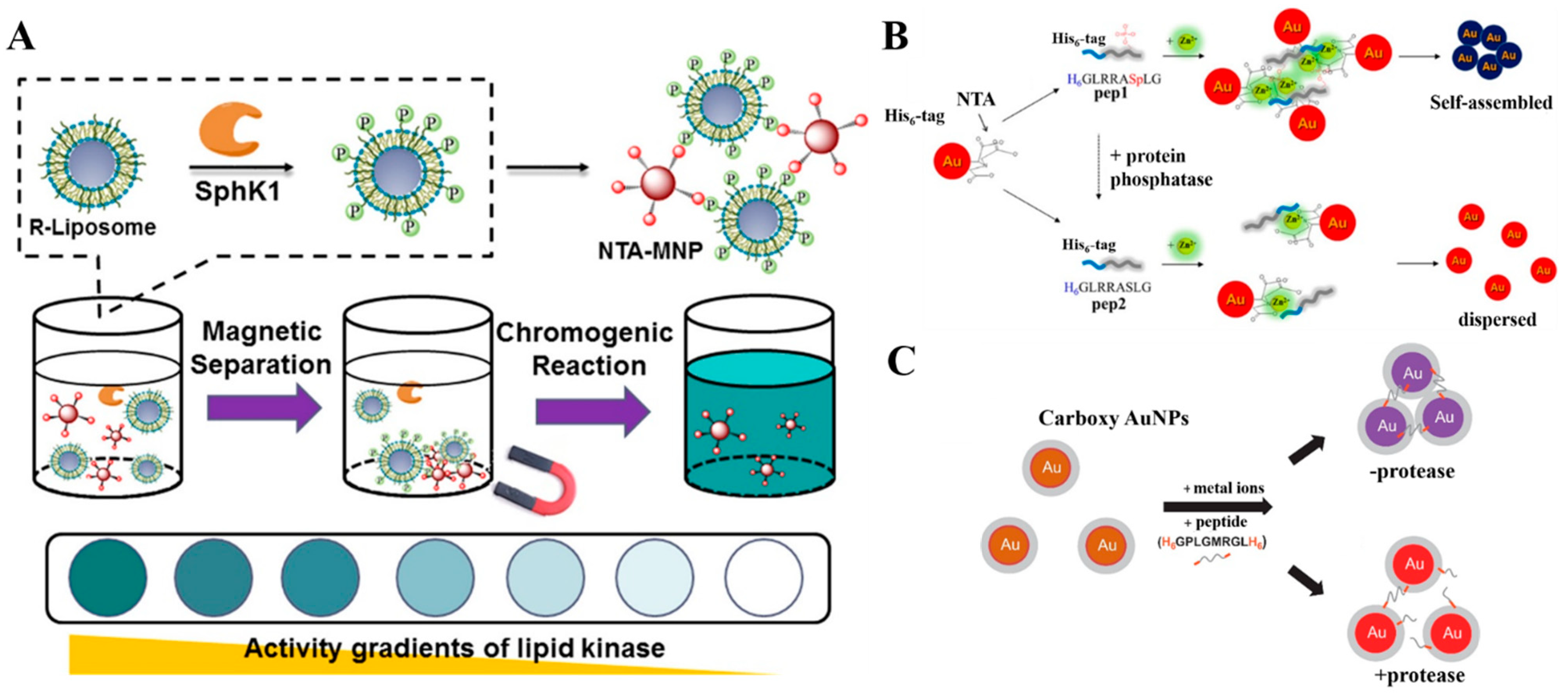 Biosensors 13 00507 g007