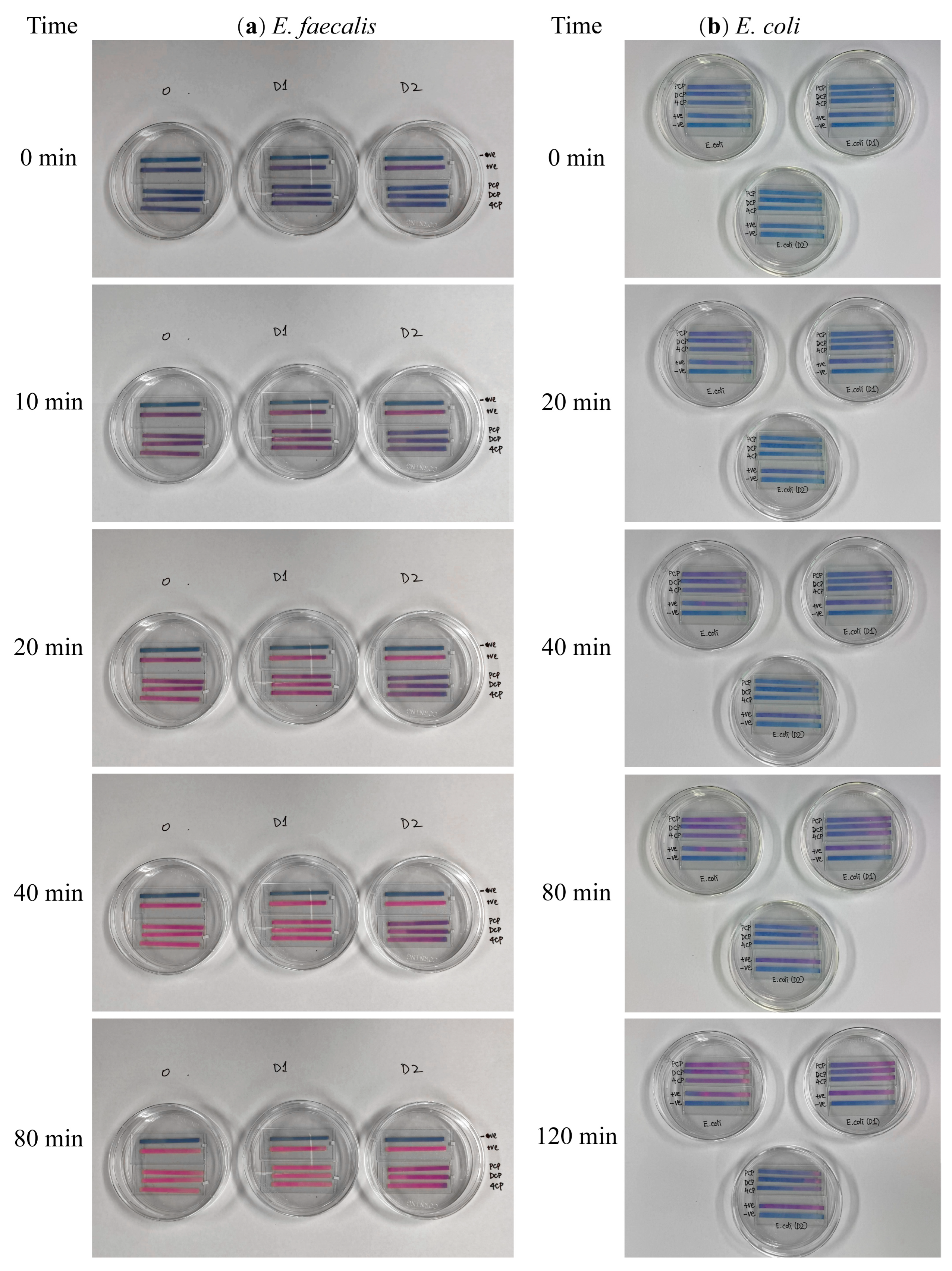 Biosensors 13 00523 g001 Biosensors 13 00523 g001