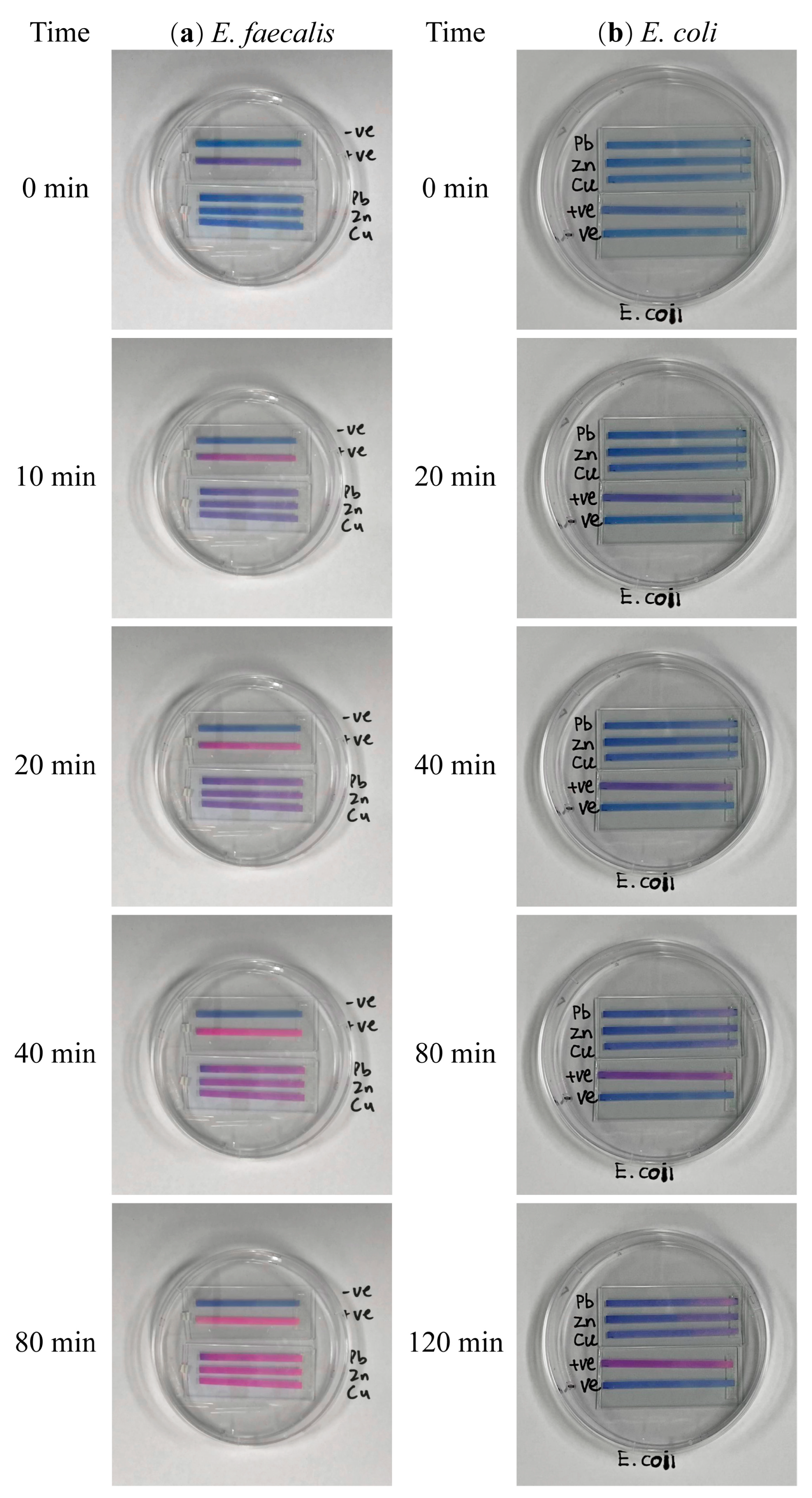 Biosensors 13 00523 g005 Biosensors 13 00523 g005