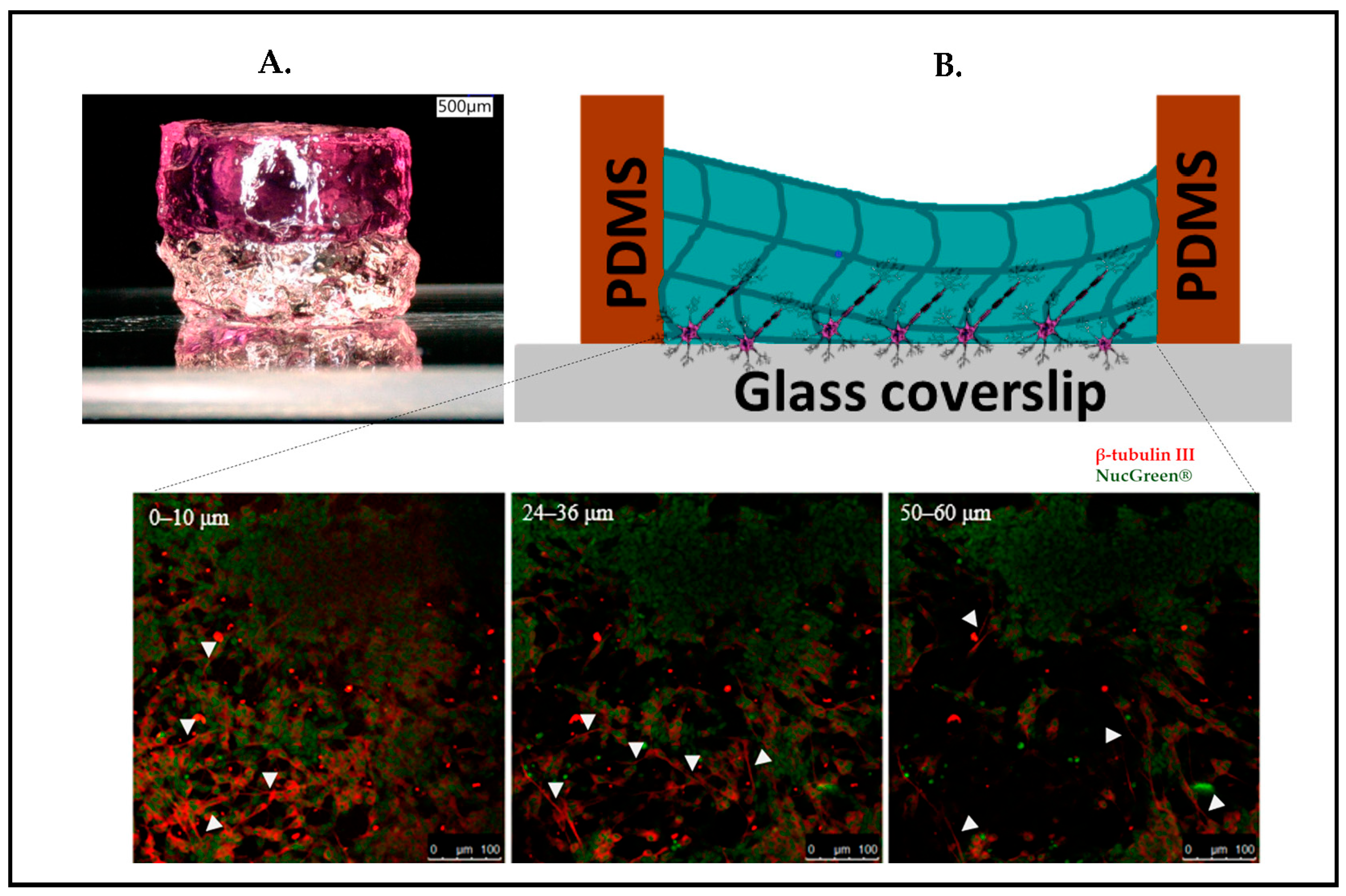 Biosensors 13 00551 g010