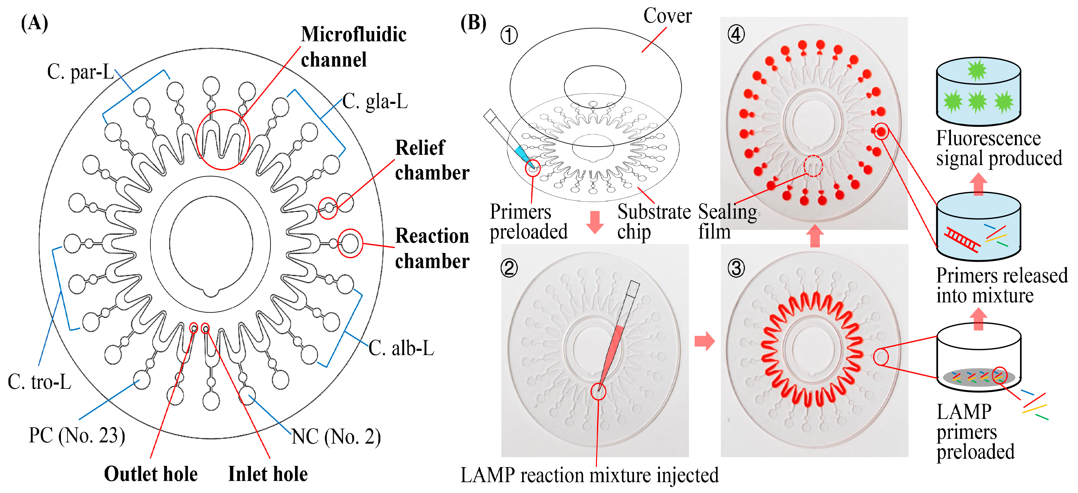Biosensors 13 00559 g002 Biosensors 13 00559 g002