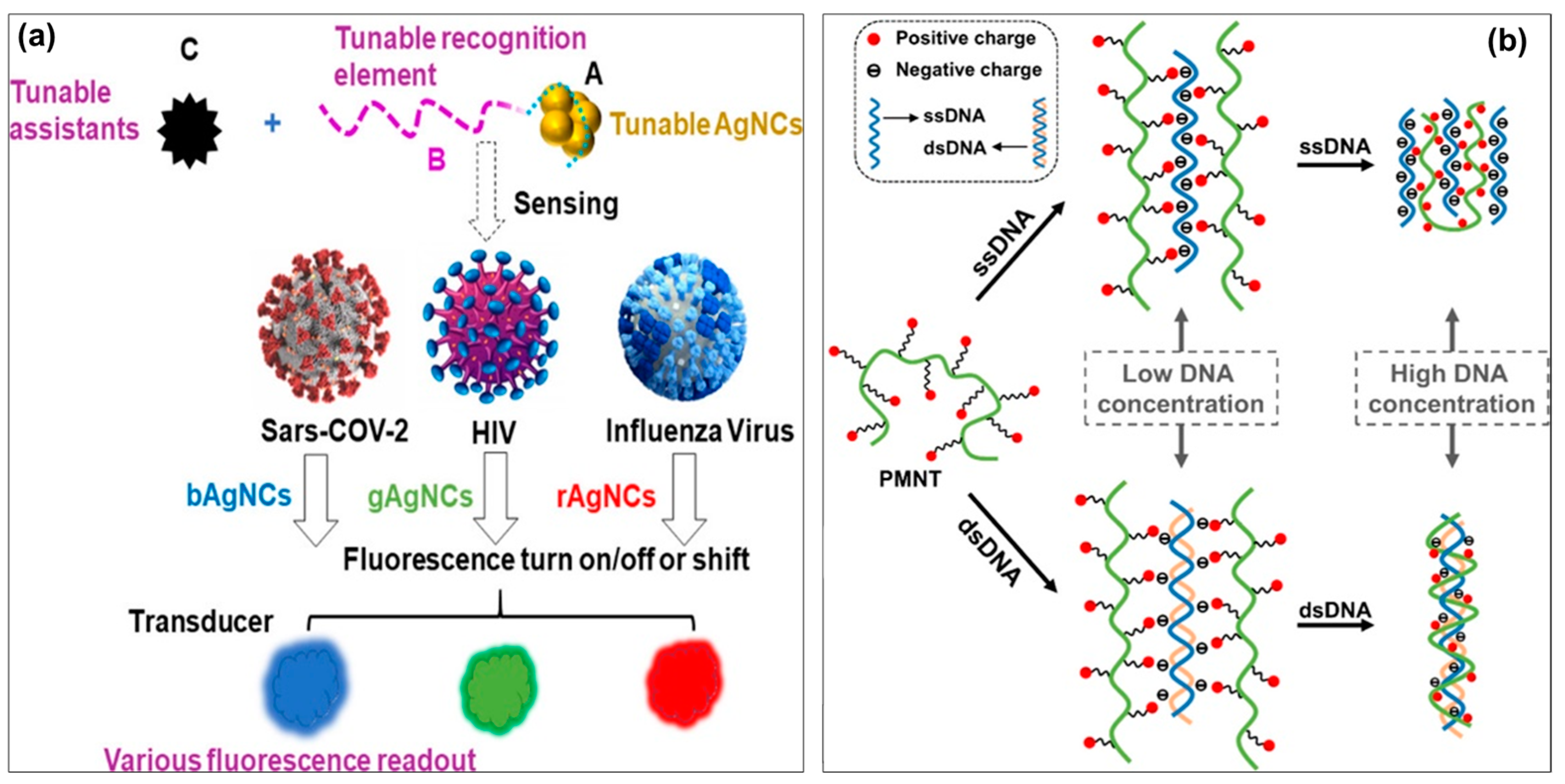 Biosensors 13 00586 g002