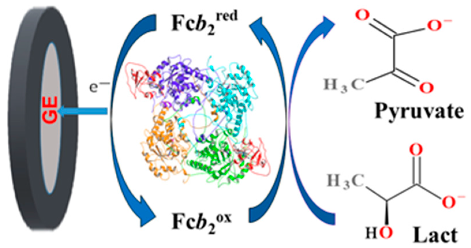 Biosensors Free FullText Flavocytochrome b2Mediated Electroactive