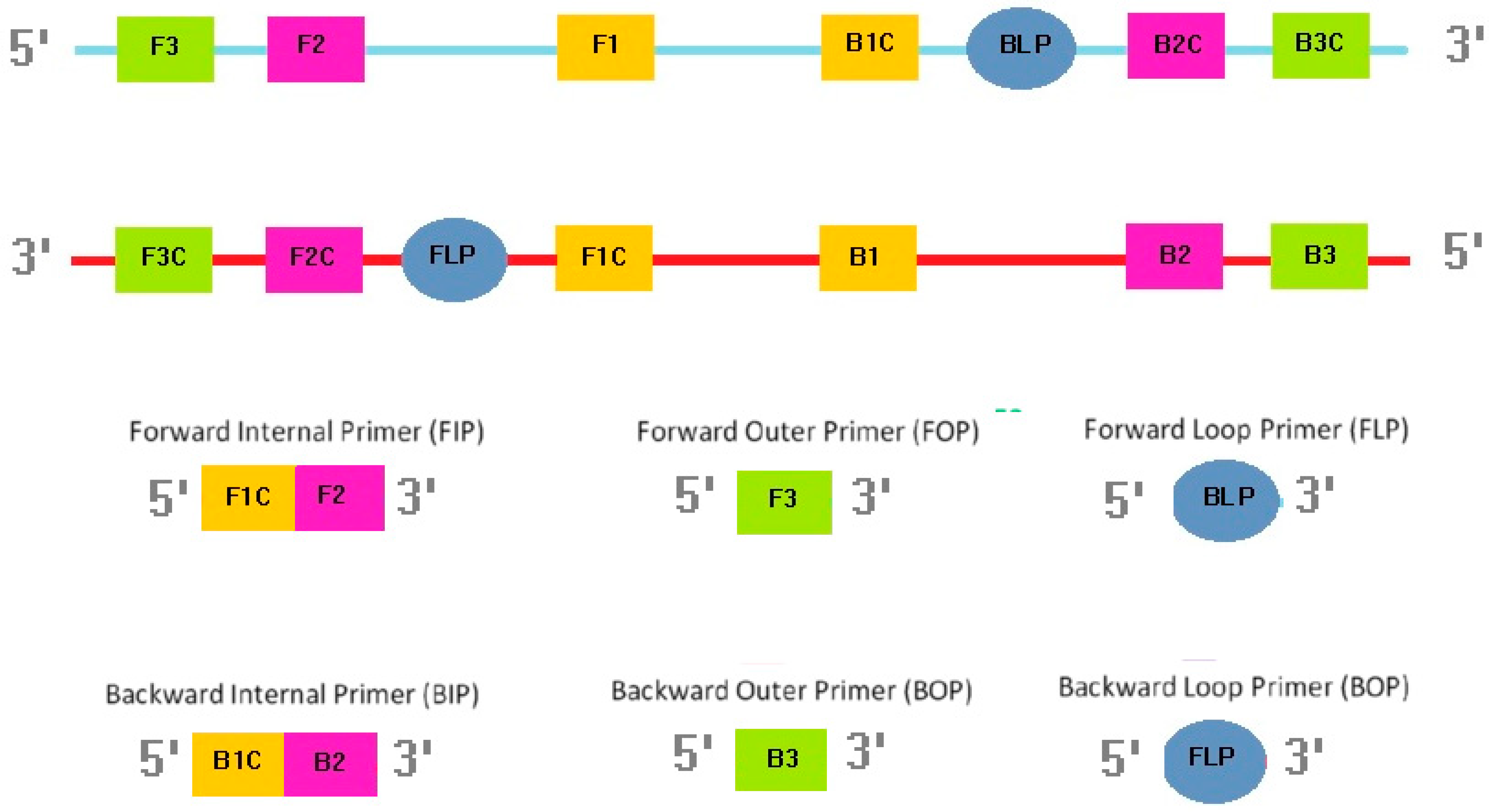 Biosensors 13 00589 g002 Biosensors 13 00589 g002