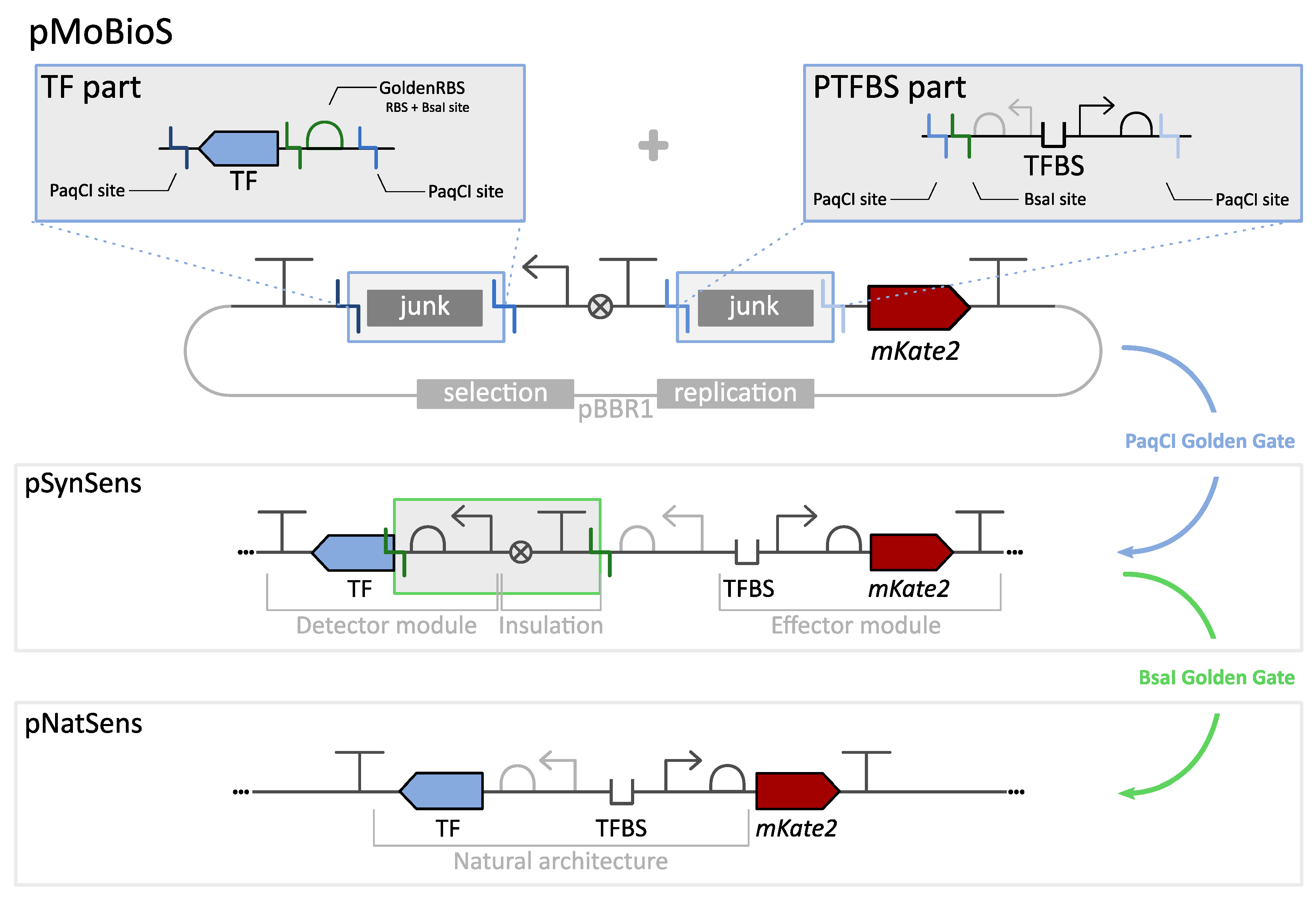 Biosensors | Free Full-Text | MoBioS: Modular Platform Technology for  High-Throughput Construction and Characterization of Tunable  Transcriptional Biological Sensors