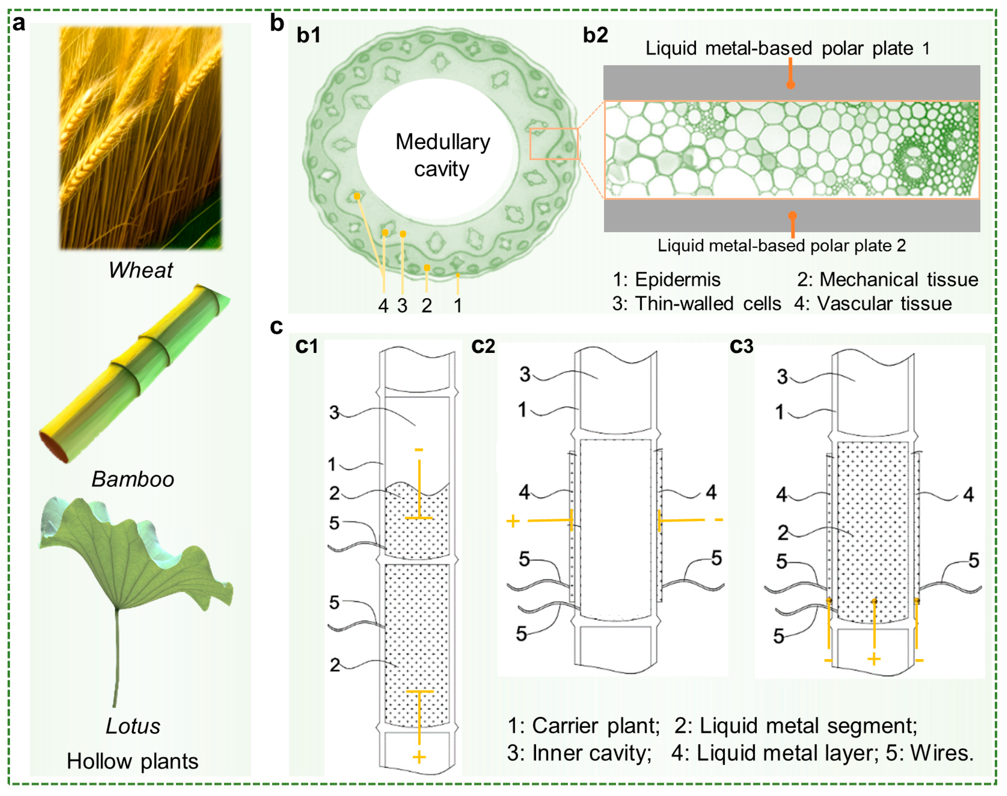 Biosensors 13 00603 g001