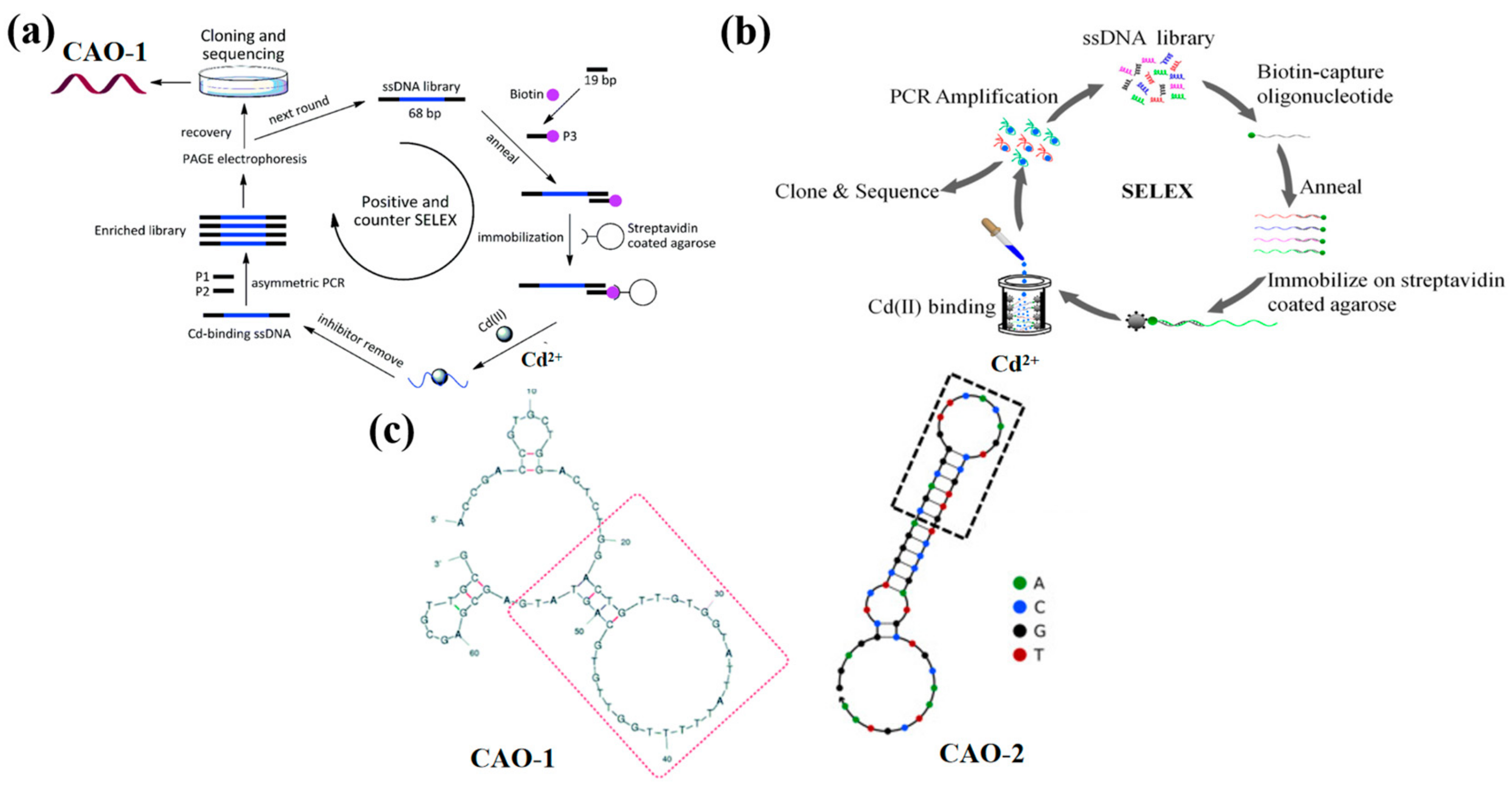 N-methyl mesoporphyrin IX (NMM) as electrochemical probe for