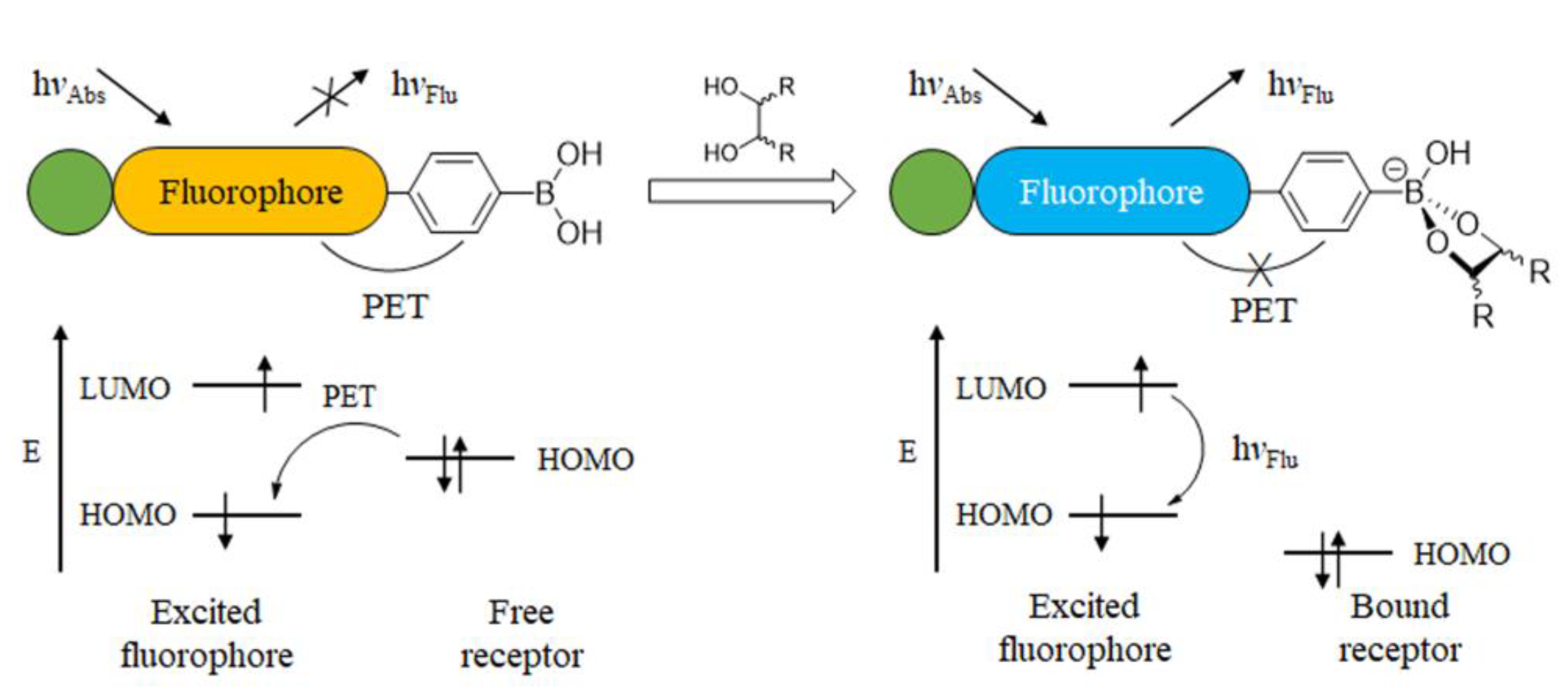 Biosensors 13 00618 g006