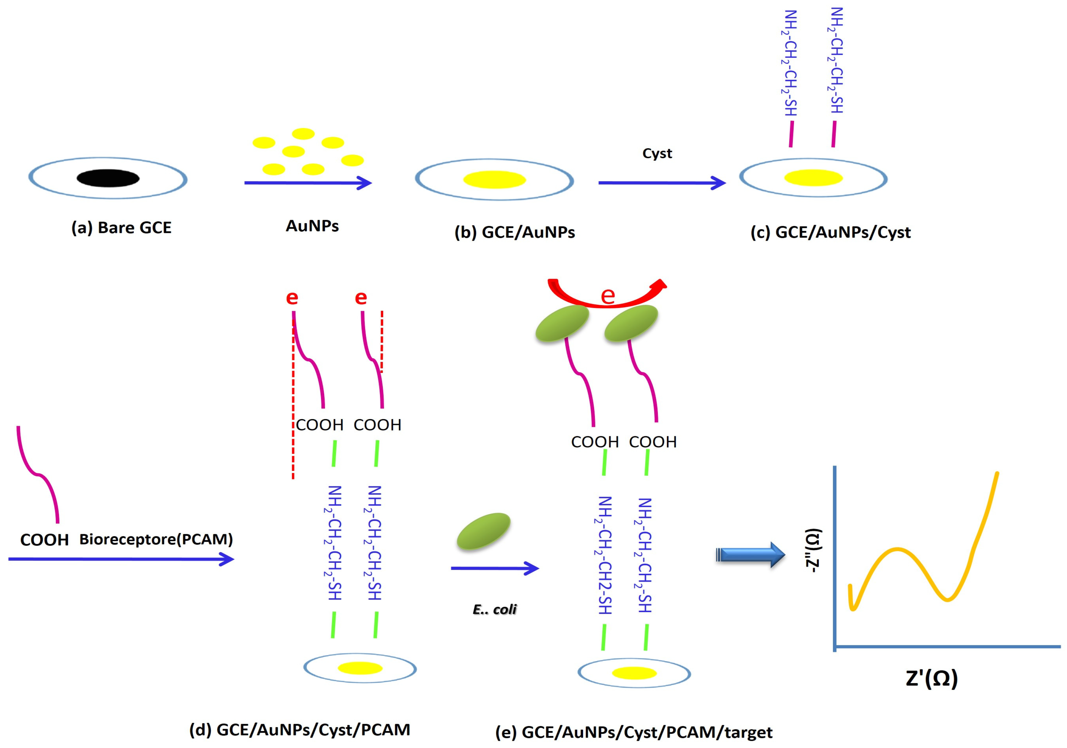 Biosensors 13 00619 sch001 Biosensors 13 00619 sch001