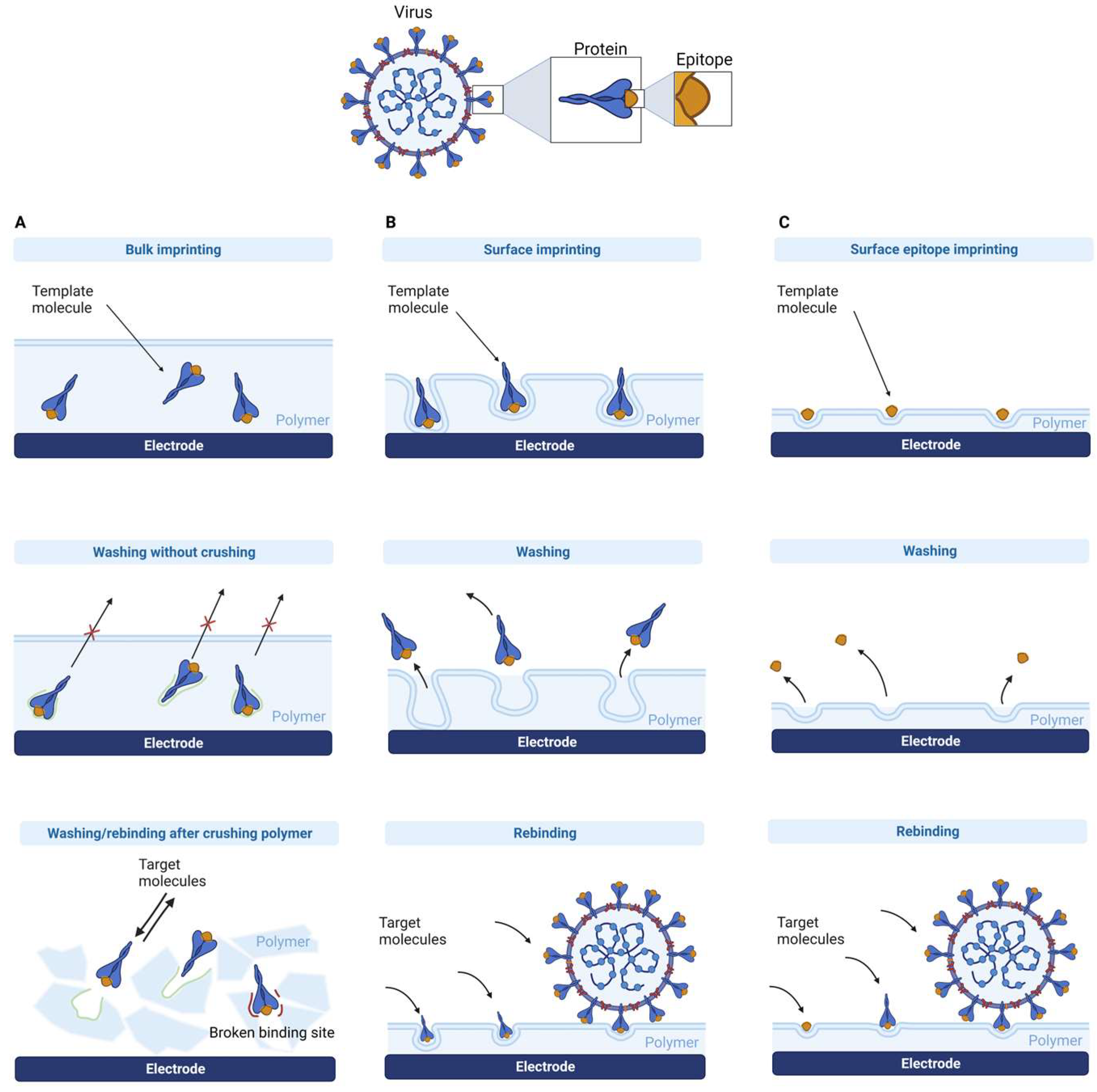Biosensors 13 00620 g002 Biosensors 13 00620 g002