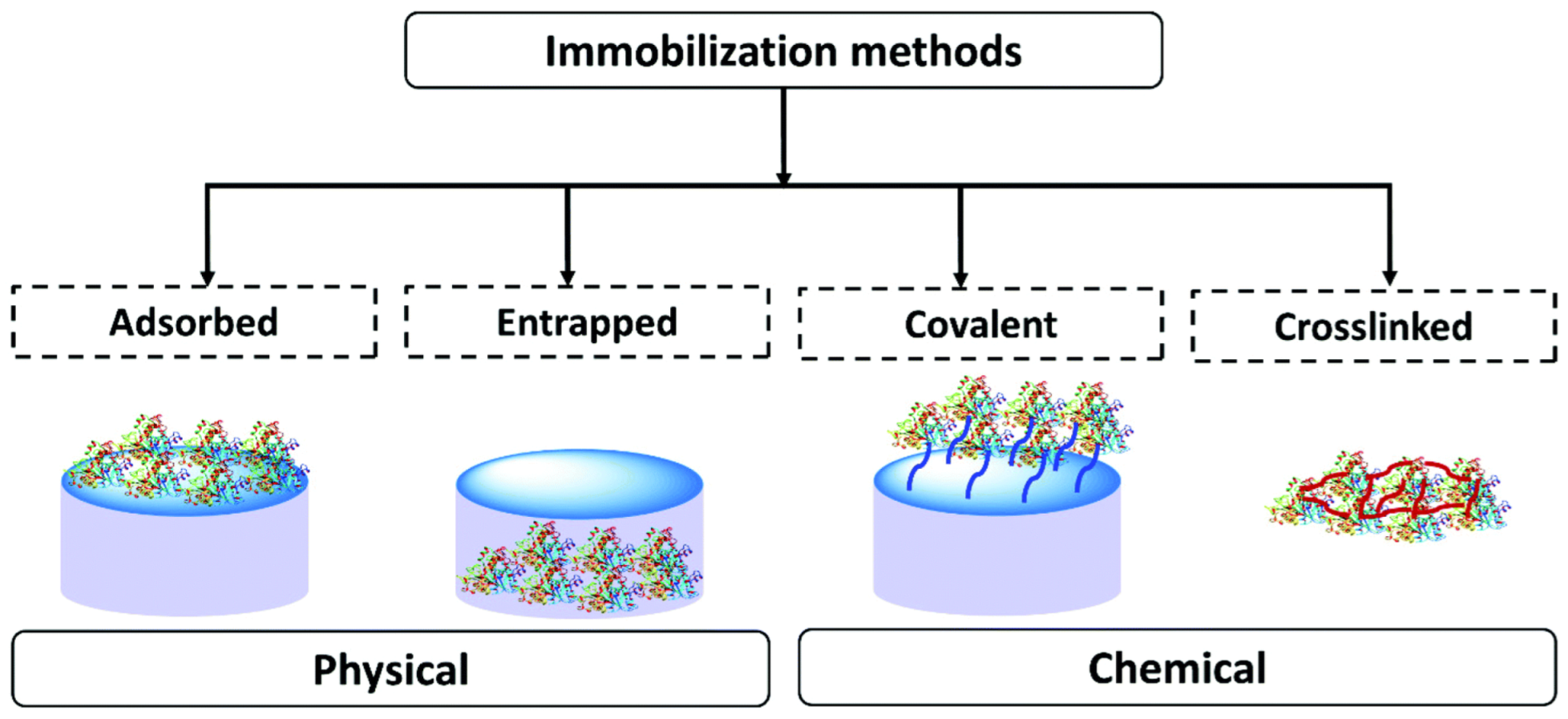 Biosensors 13 00622 g003