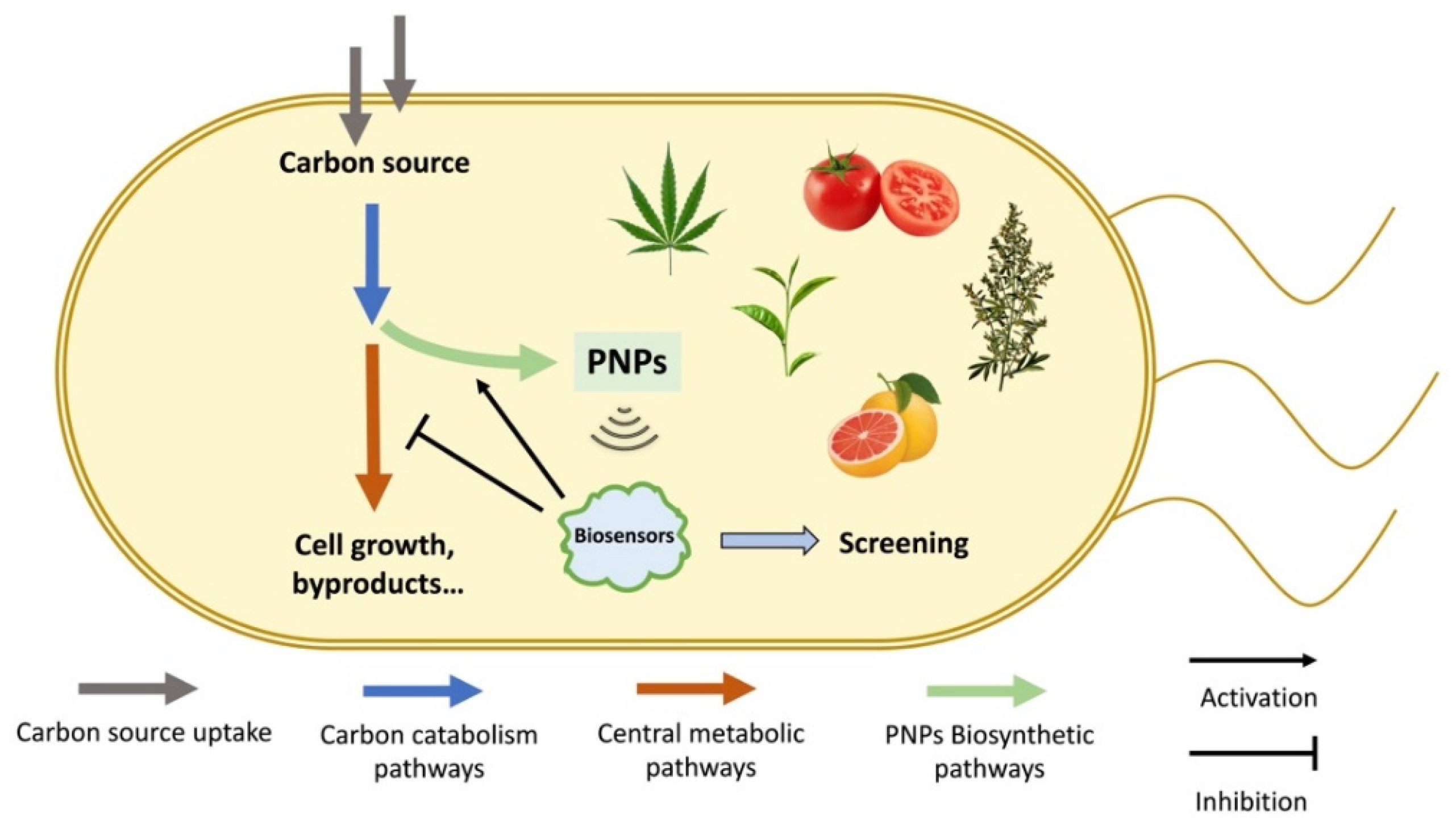 Biosensors 13 00633 g001 Biosensors 13 00633 g001