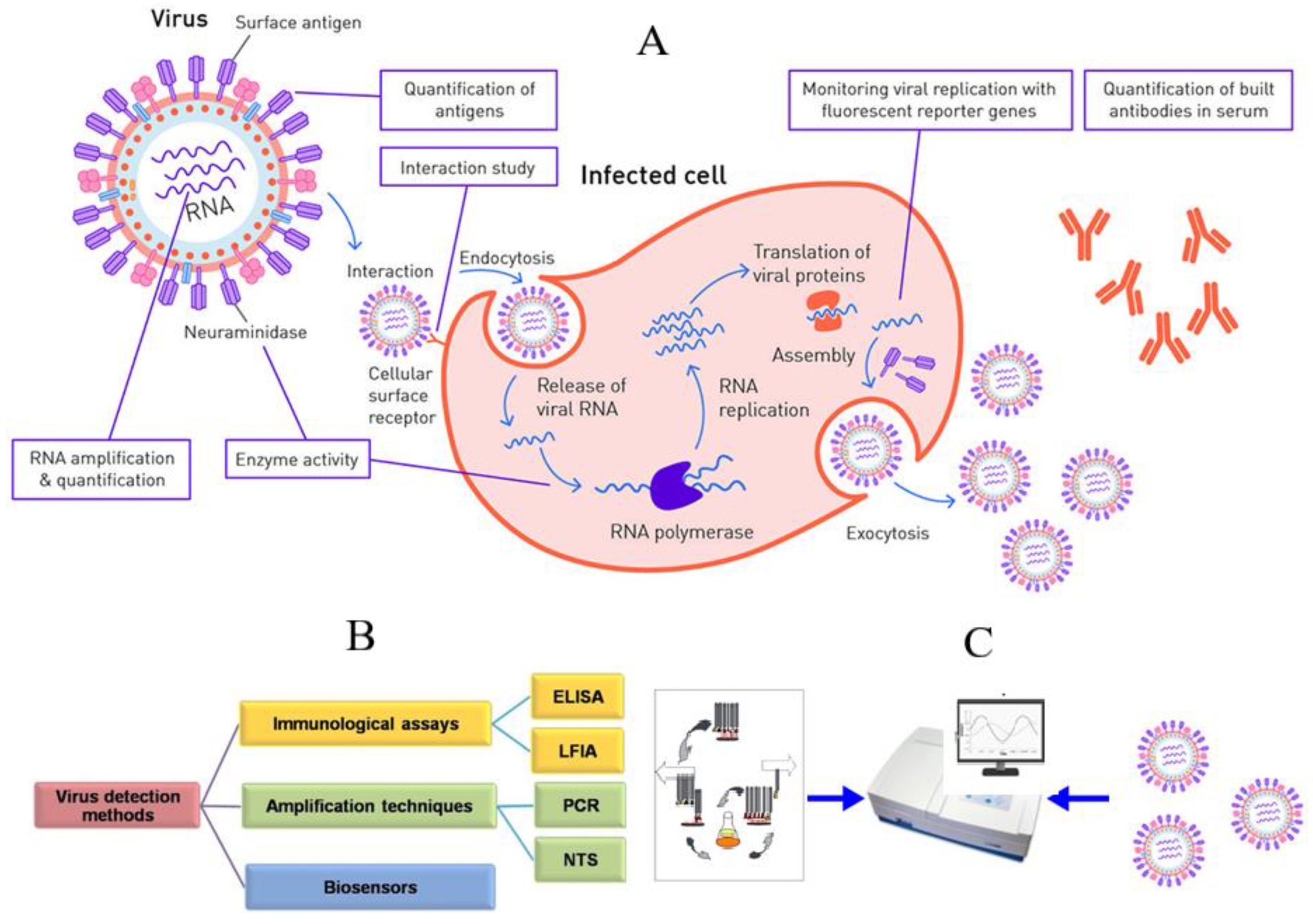 Biosensors Free FullText Antibody Phage Display Technology for