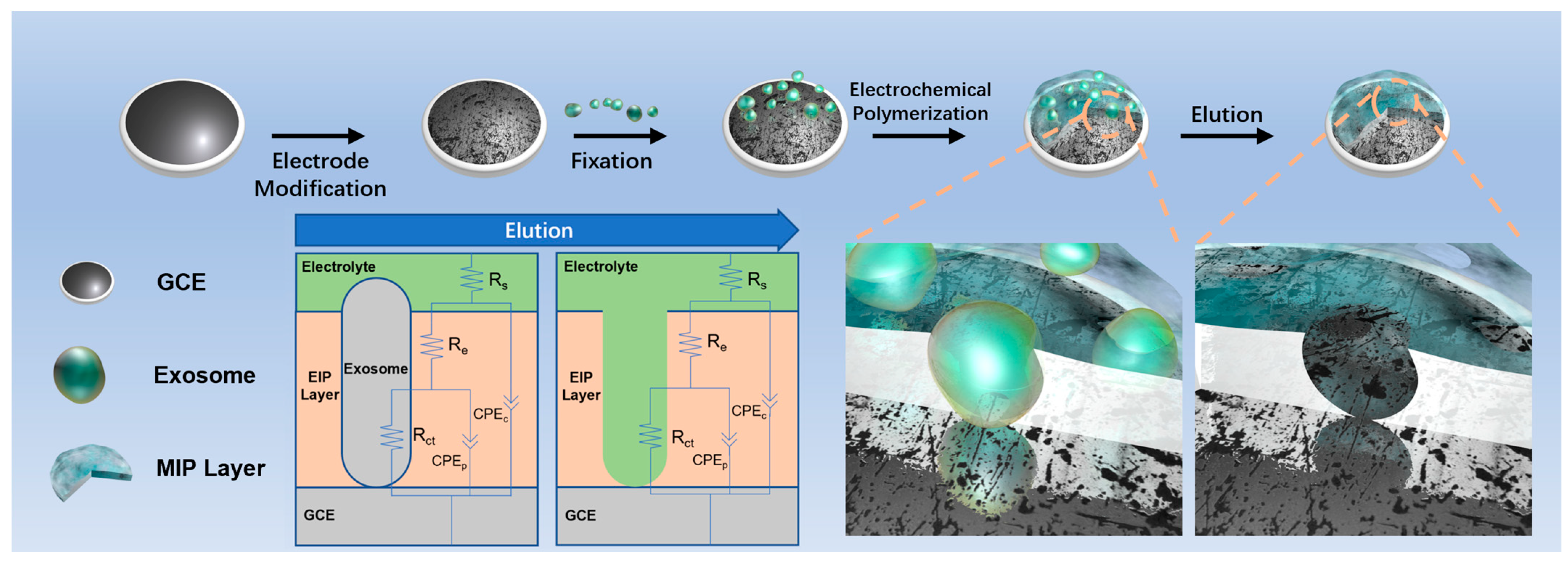 Biosensors 13 00647 sch001 Biosensors 13 00647 sch001