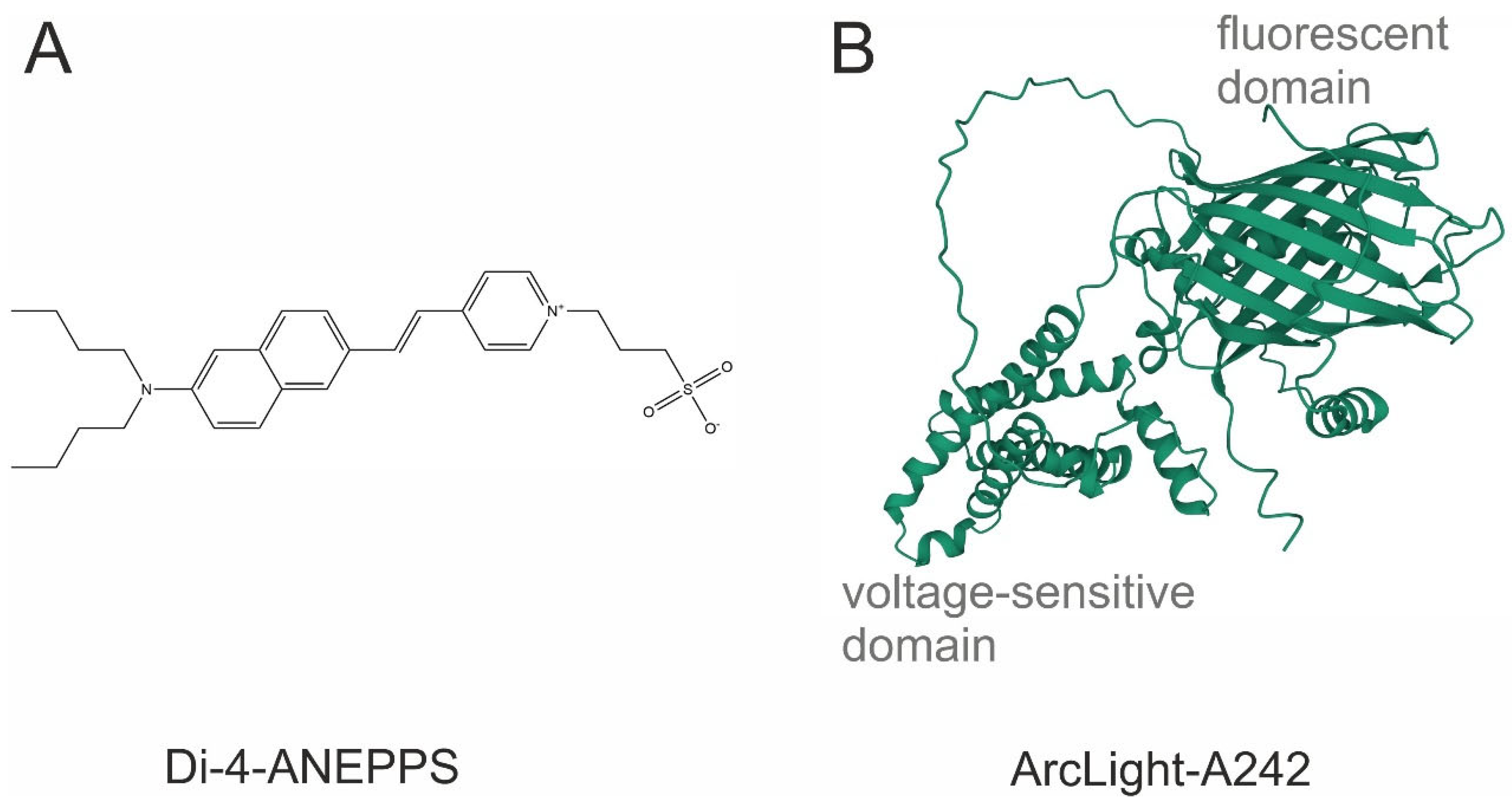 Optical Electrophysiology: Toward the Goal of Label-Free Voltage Imaging