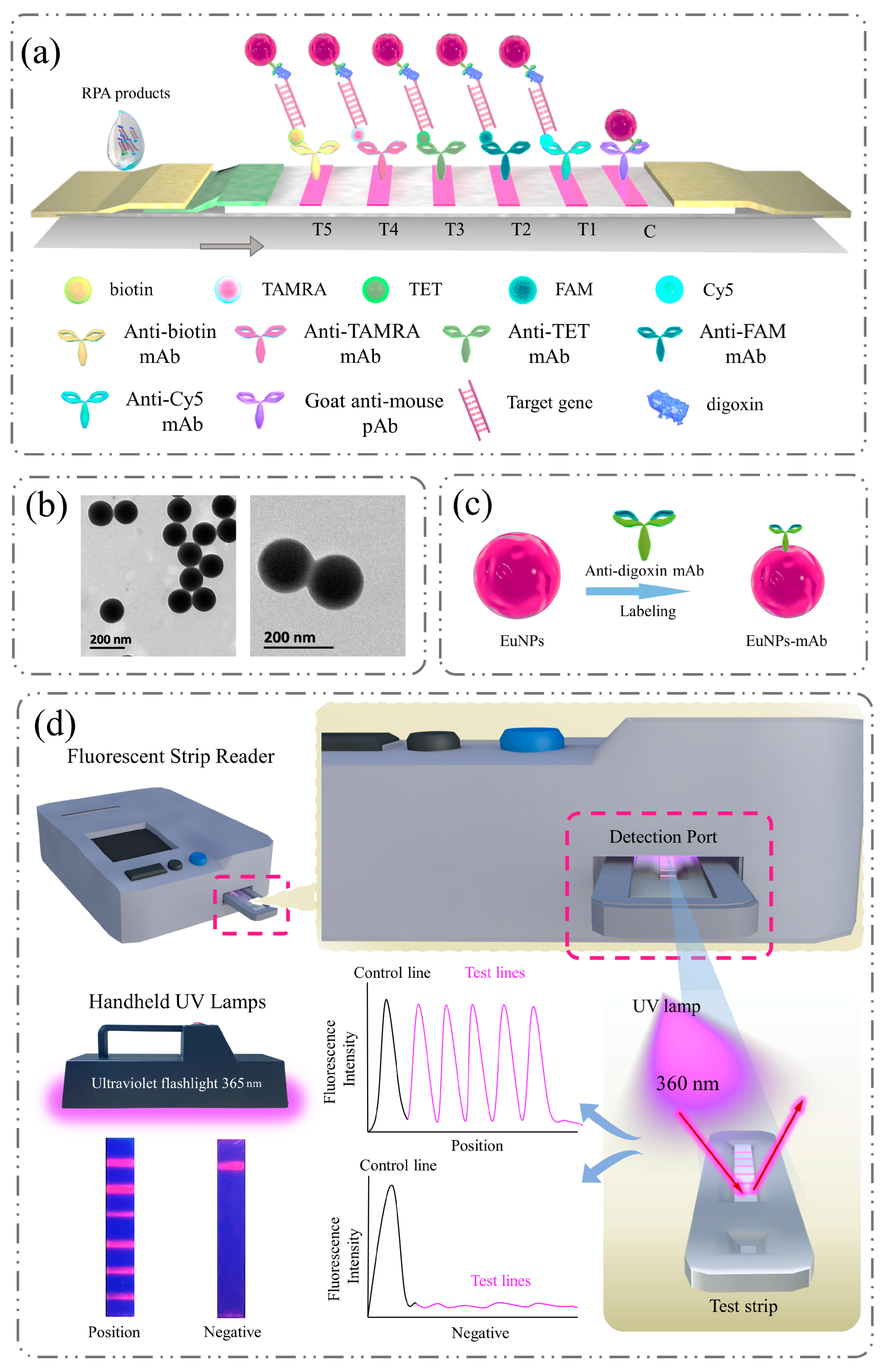 Biosensors 13 00652 g001