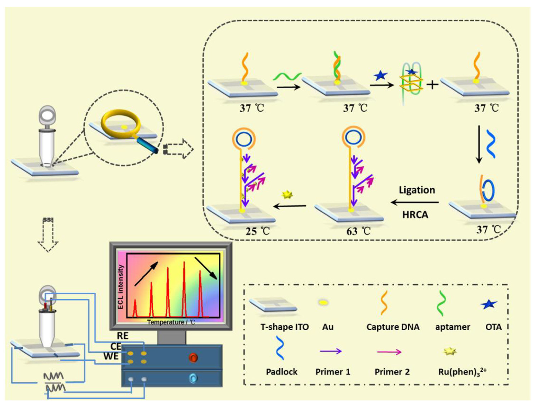 Biosensors 13 00653 g005 Biosensors 13 00653 g005