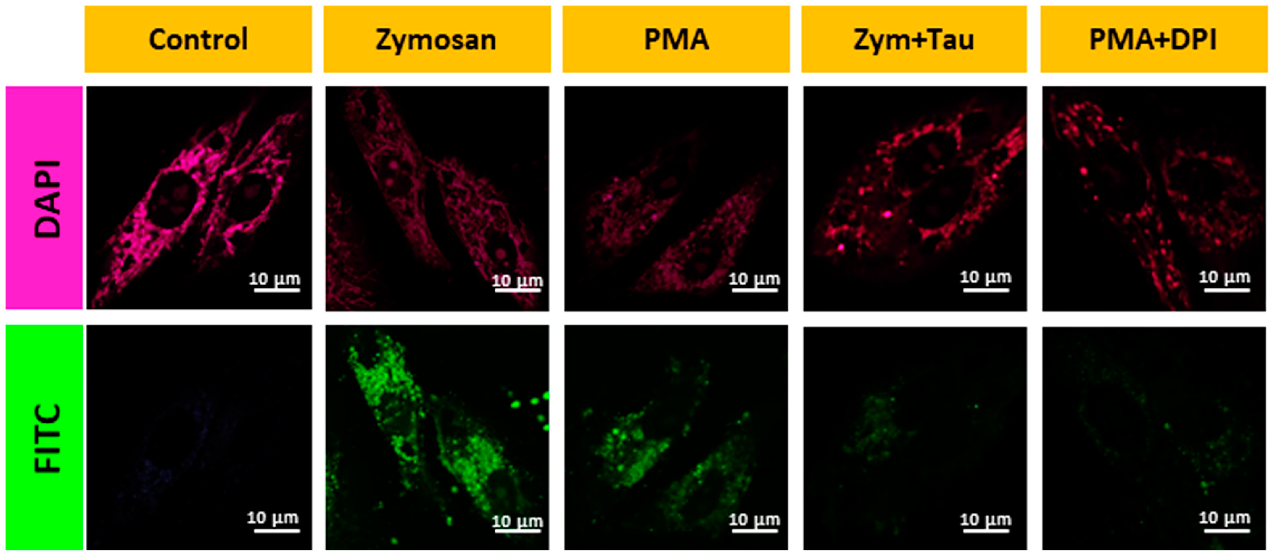 Biosensors 13 00662 g004
