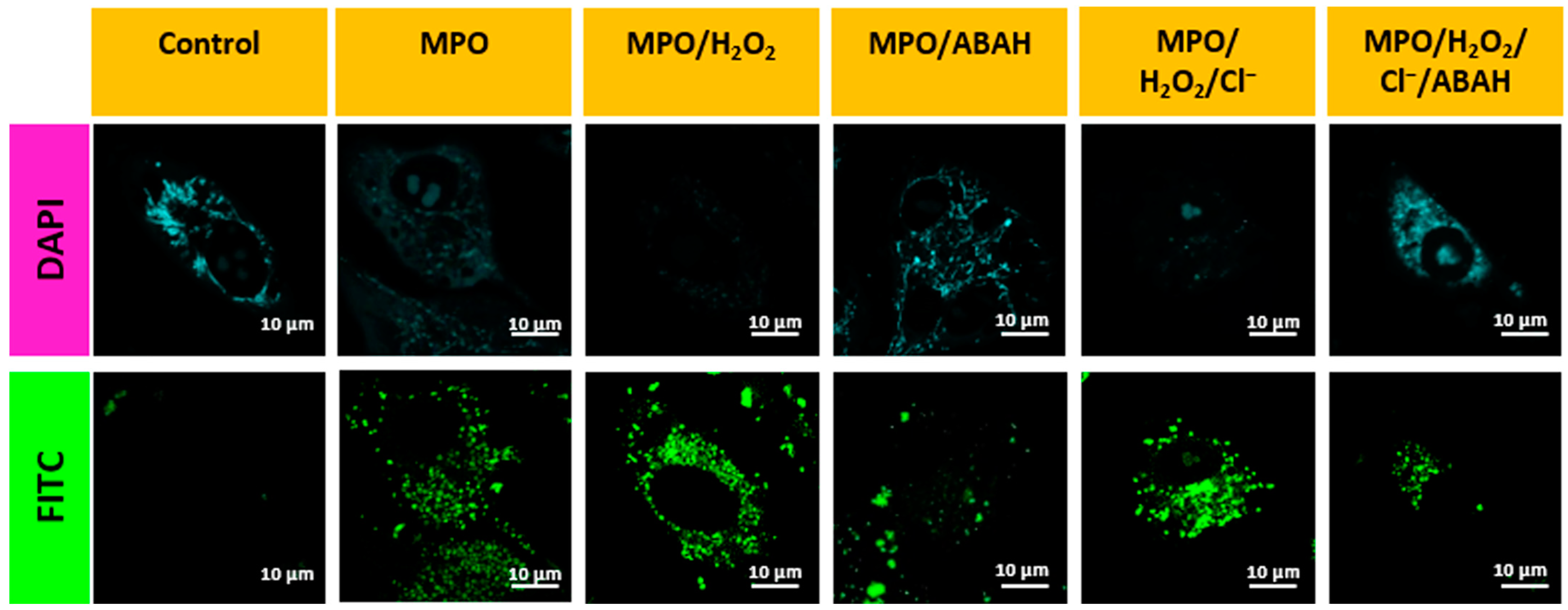 Biosensors 13 00662 g005