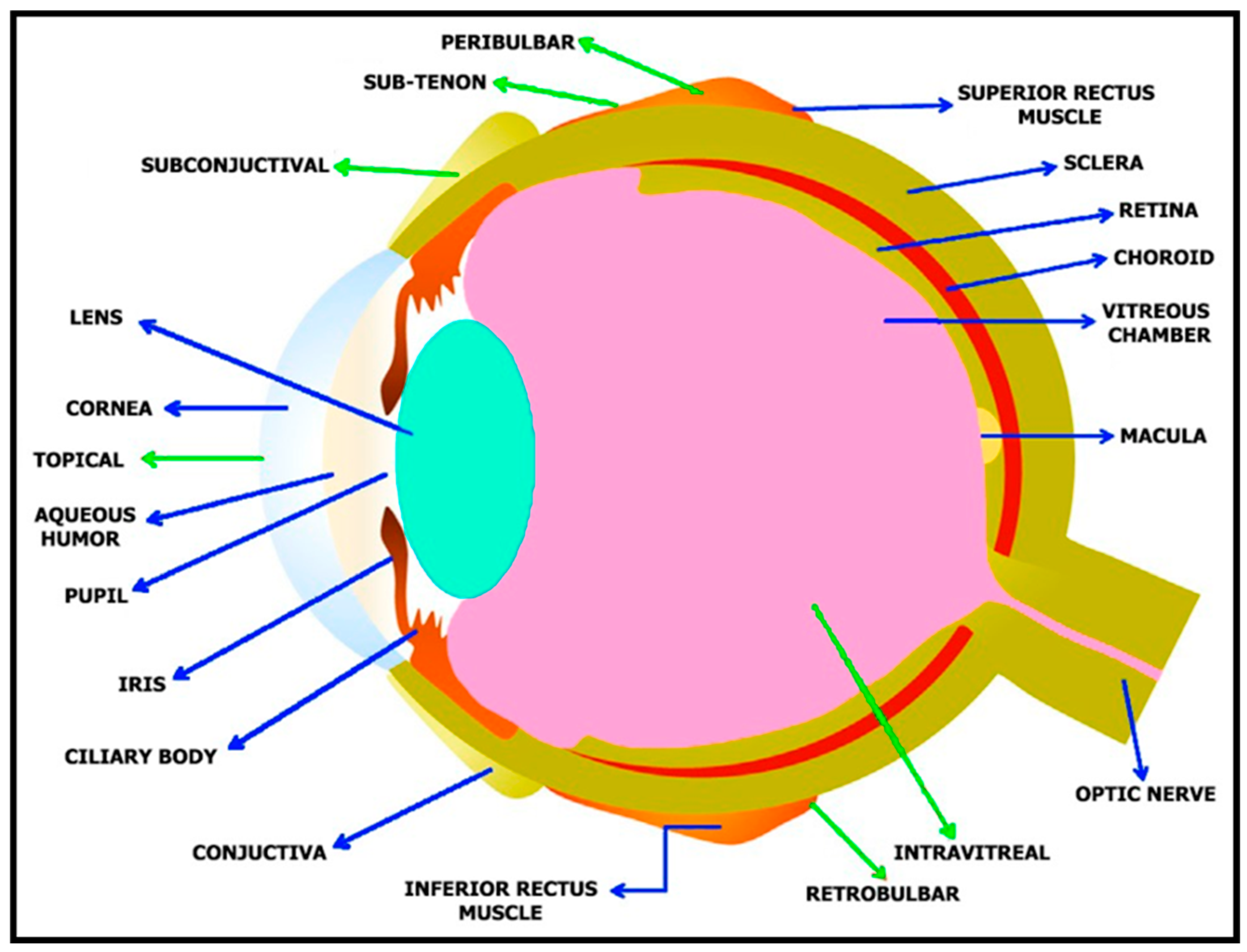 Biosensors 13 00663 g002 Biosensors 13 00663 g002