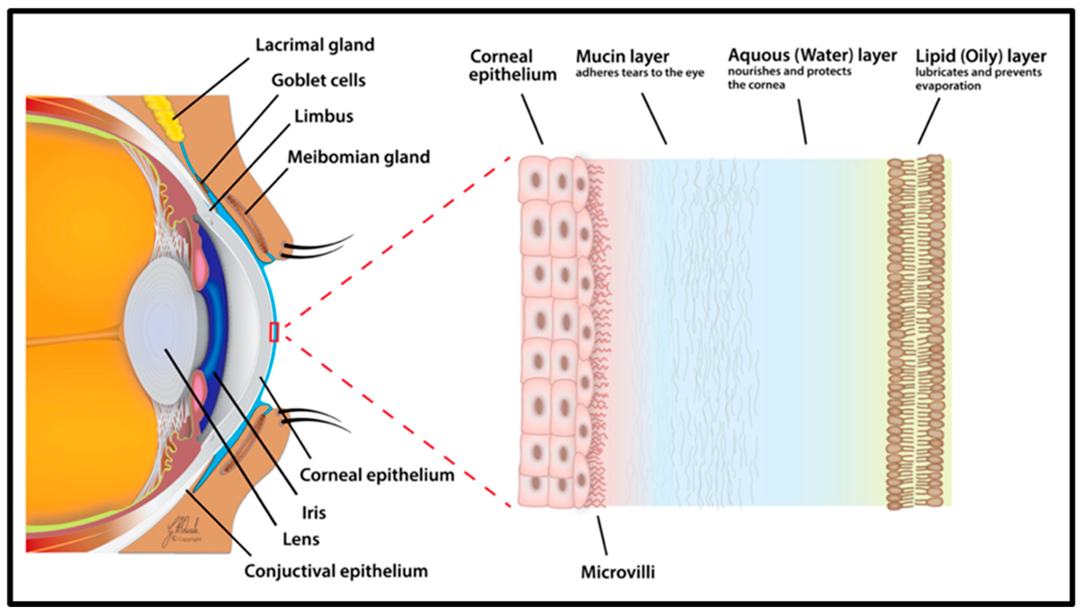 Biosensors 13 00663 g003 Biosensors 13 00663 g003