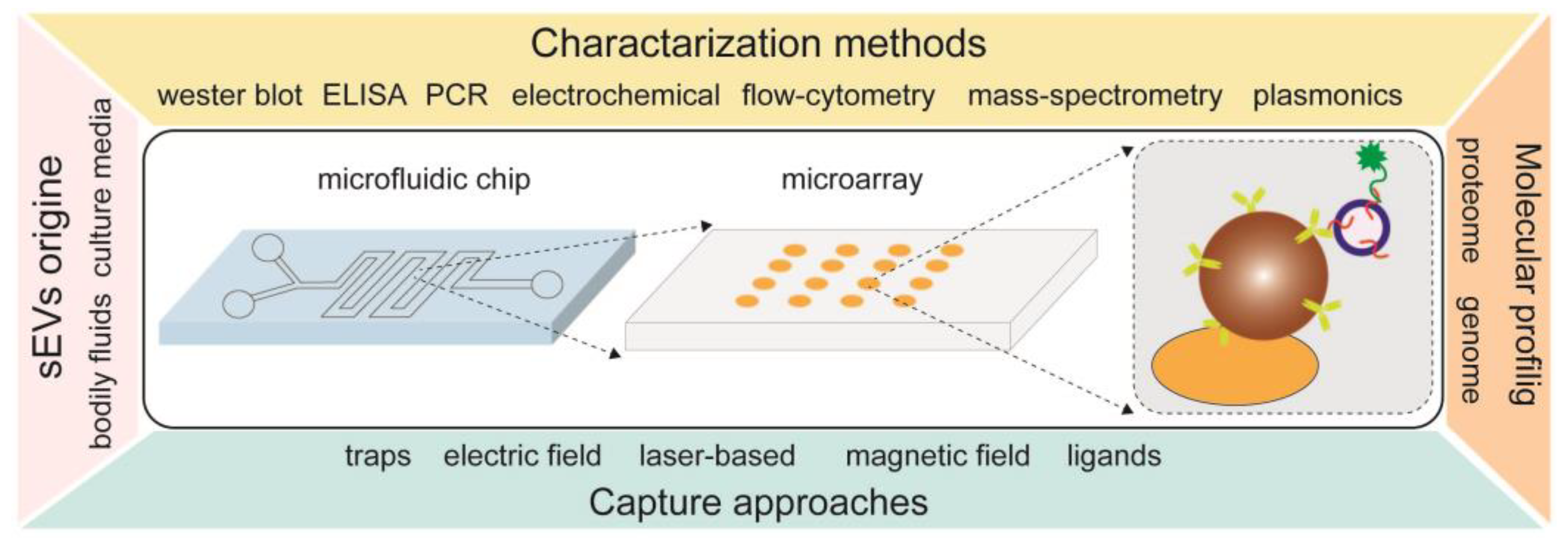 Biosensors 13 00688 g005 Biosensors 13 00688 g005
