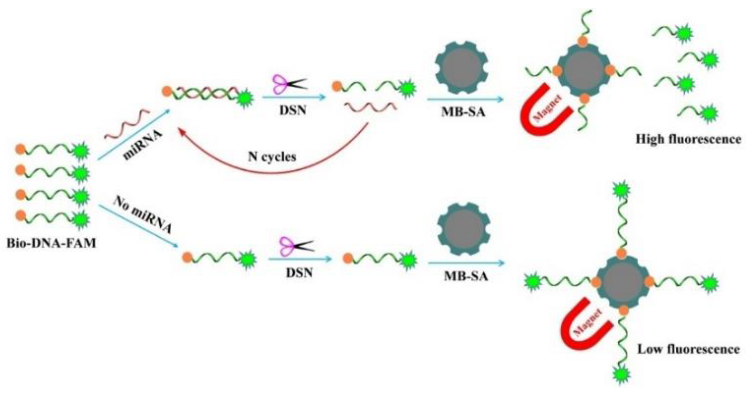 Biosensors 13 00699 sch001 Biosensors 13 00699 sch001