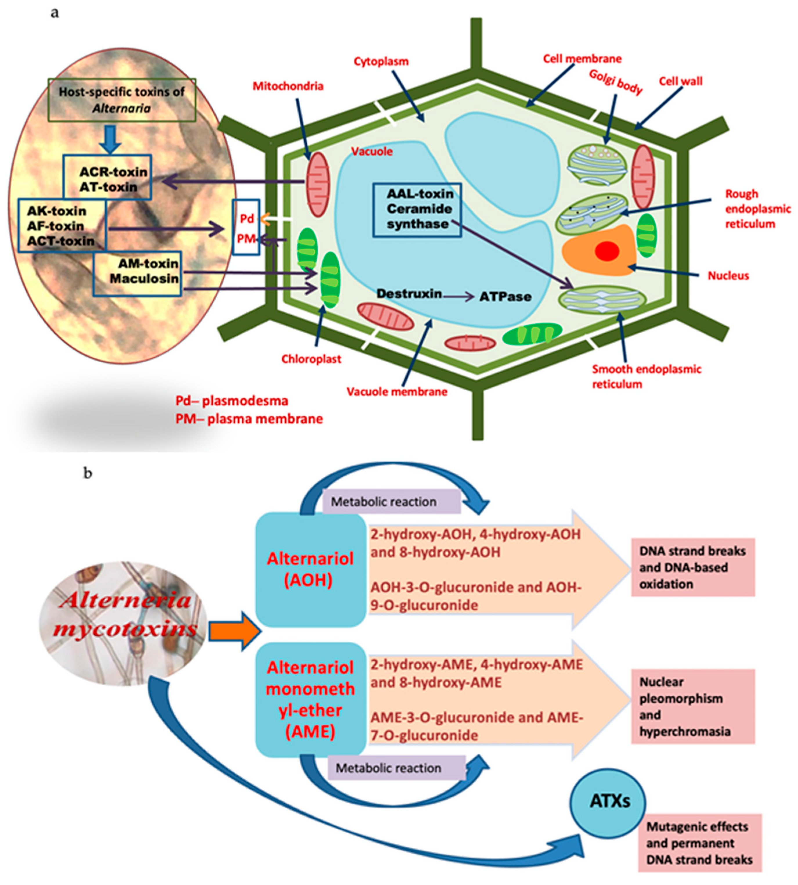 Biosensors 13 00701 g002