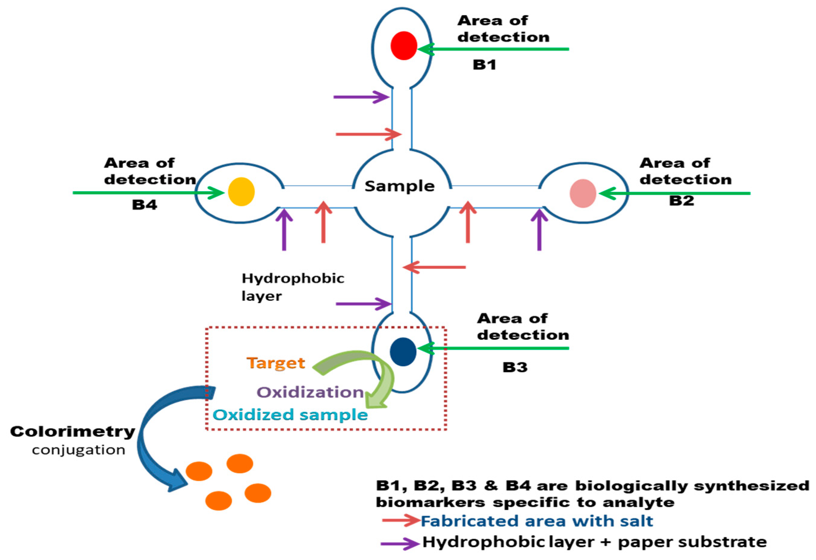 Biosensors 13 00701 g004