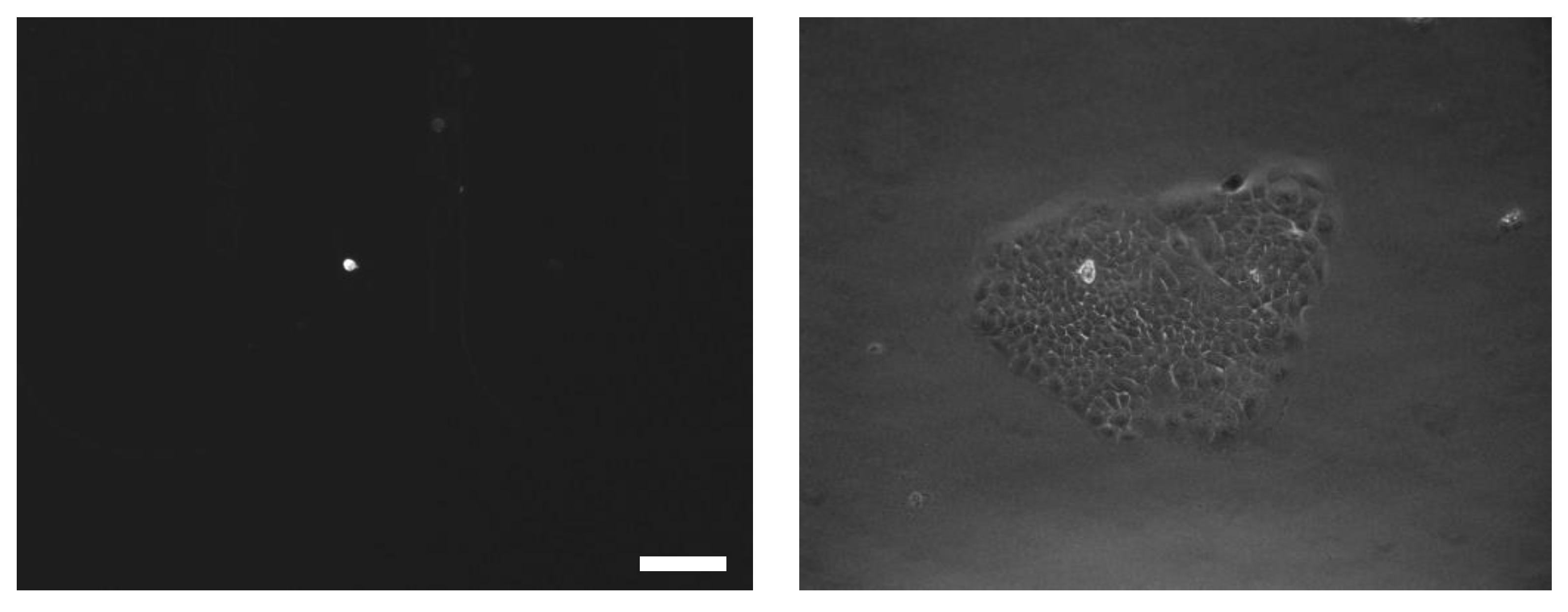 Biosensors 13 00706 g004