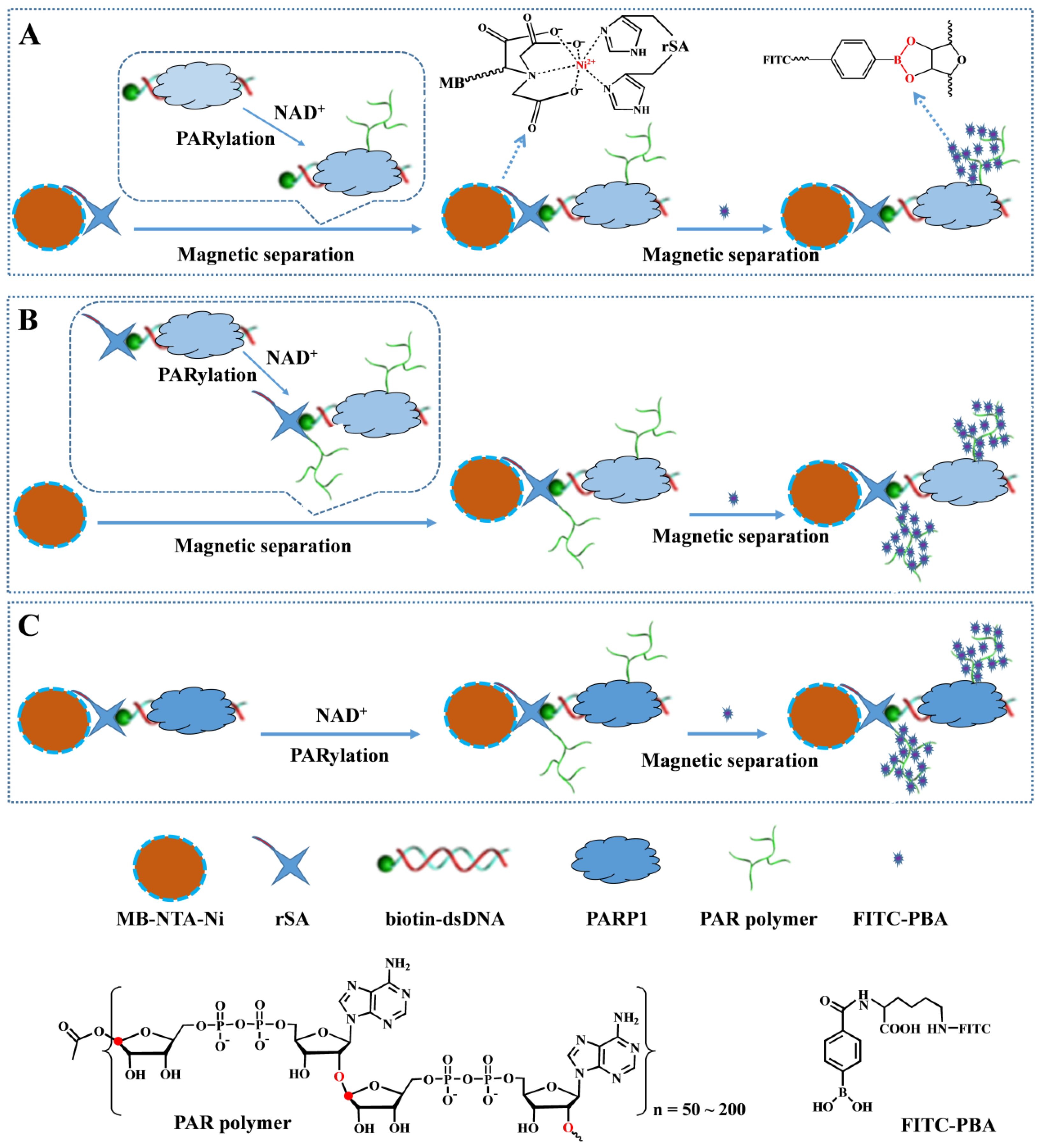 Biosensors 13 00723 sch001 Biosensors 13 00723 sch001