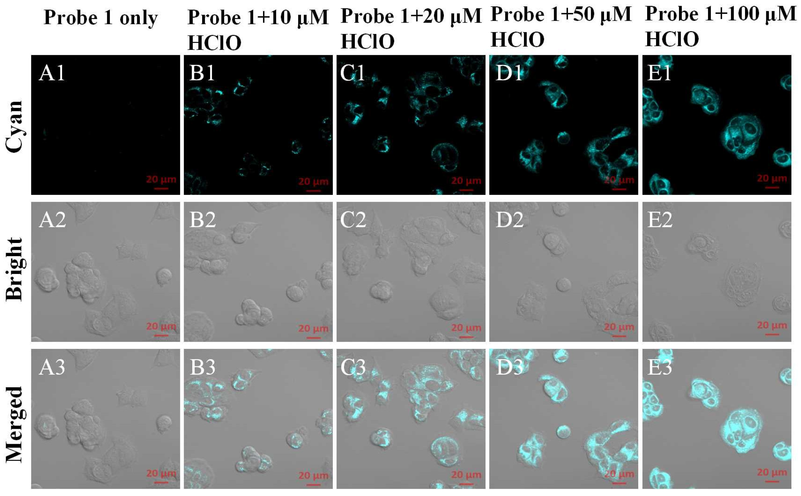 Biosensors 13 00744 g002 Biosensors 13 00744 g002