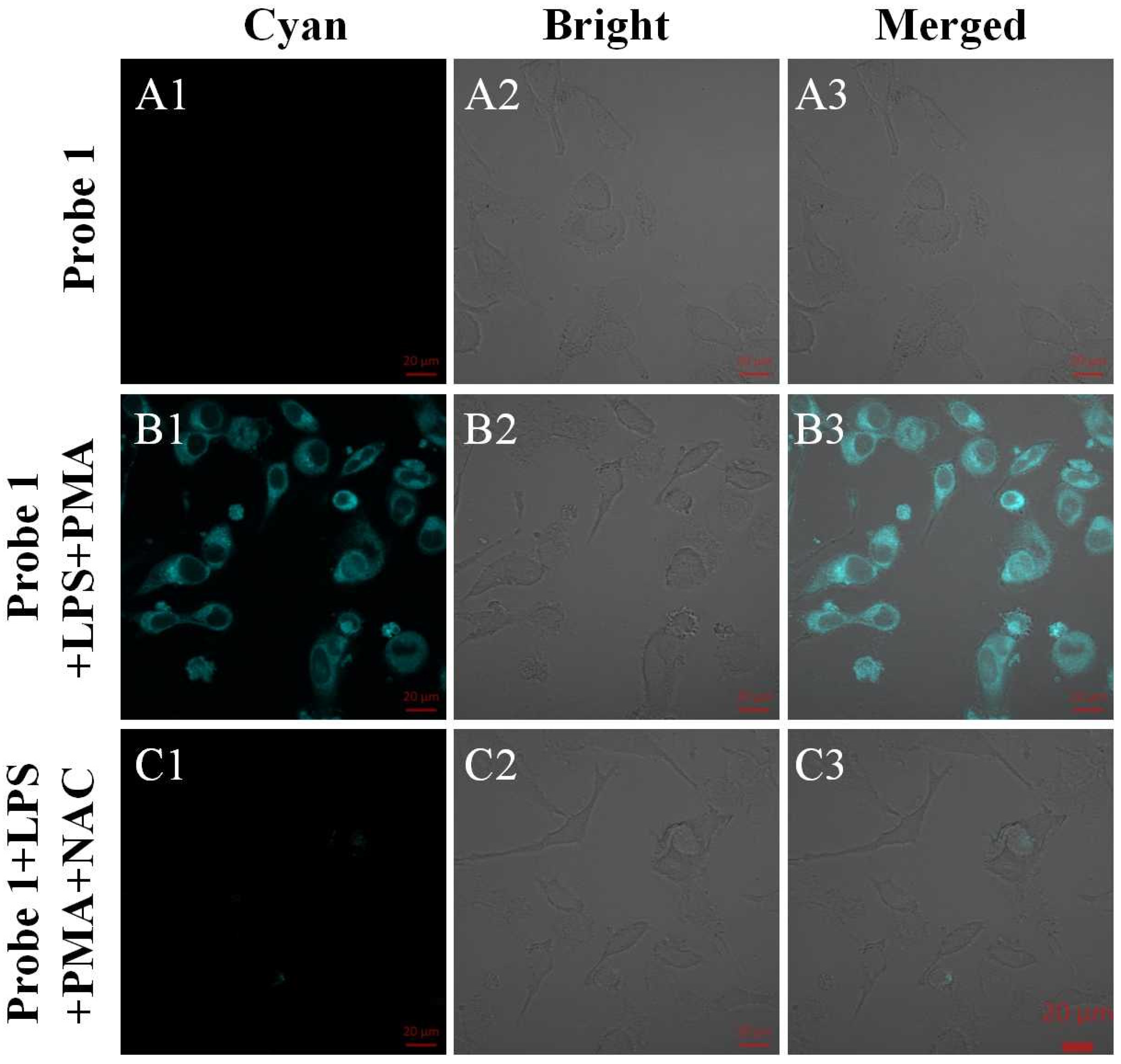 Biosensors 13 00744 g003 Biosensors 13 00744 g003
