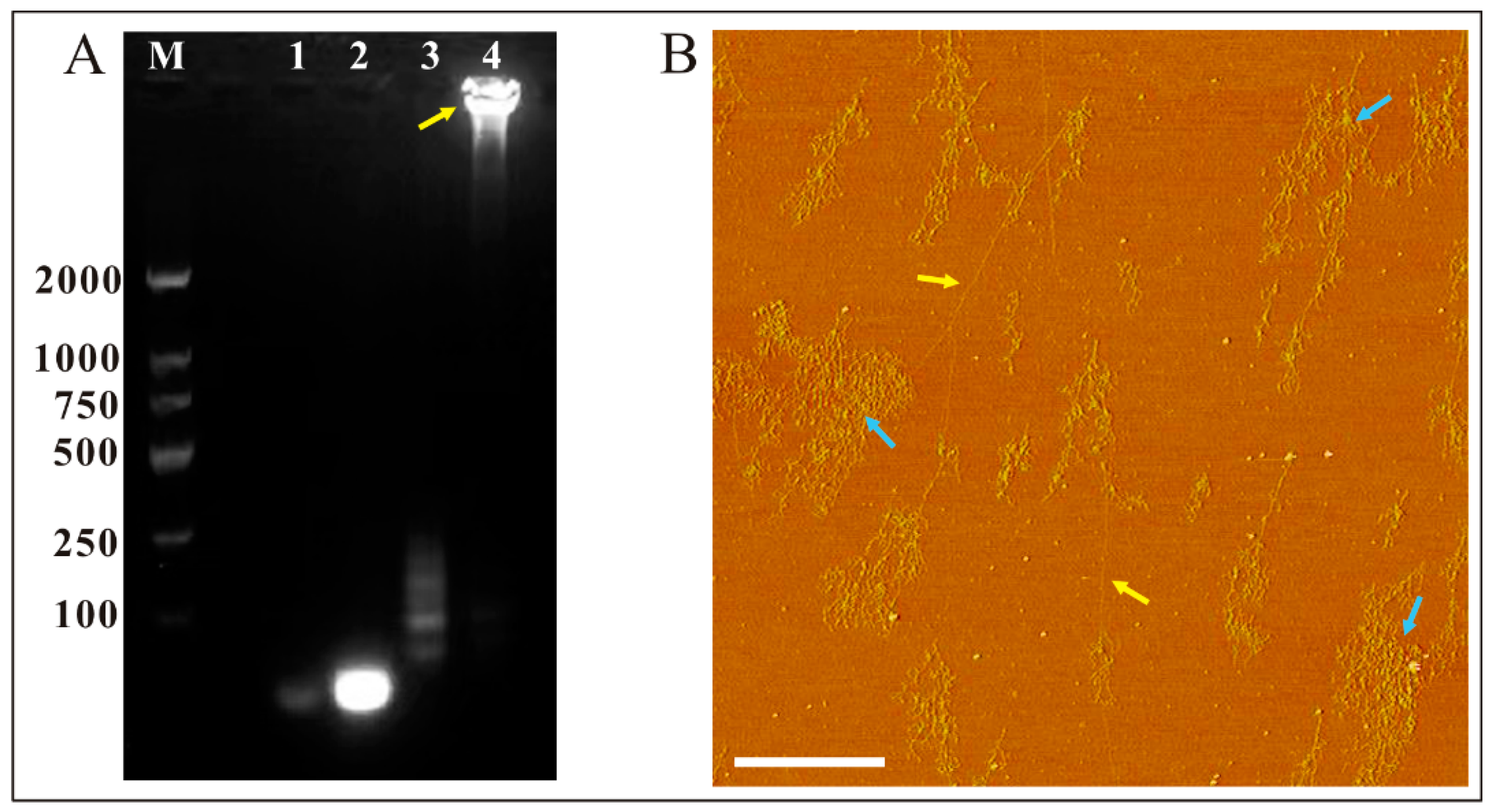 Biosensors 13 00755 g001 Biosensors 13 00755 g001
