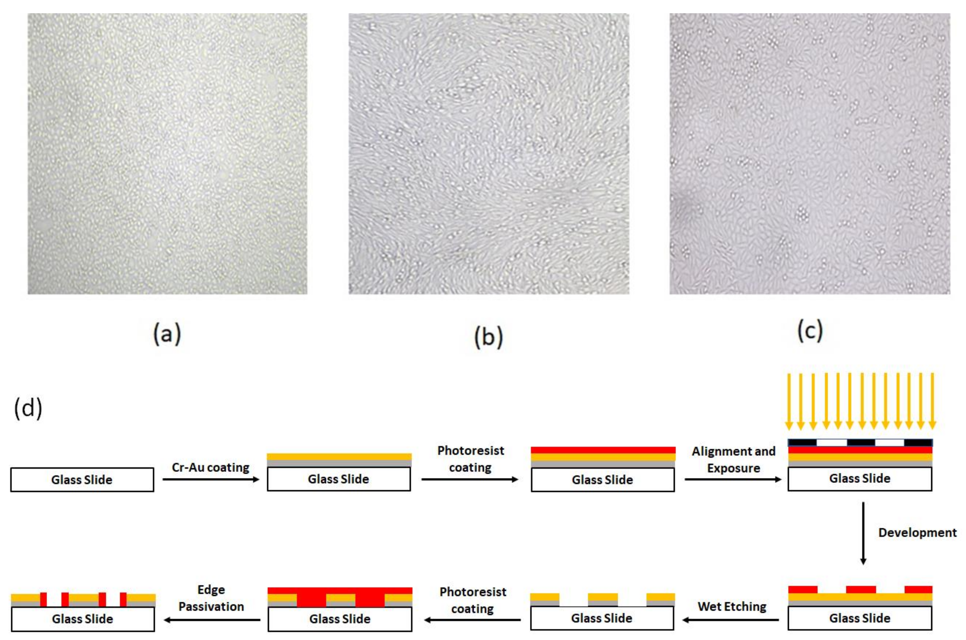 Biosensors 13 00762 g001 Biosensors 13 00762 g001