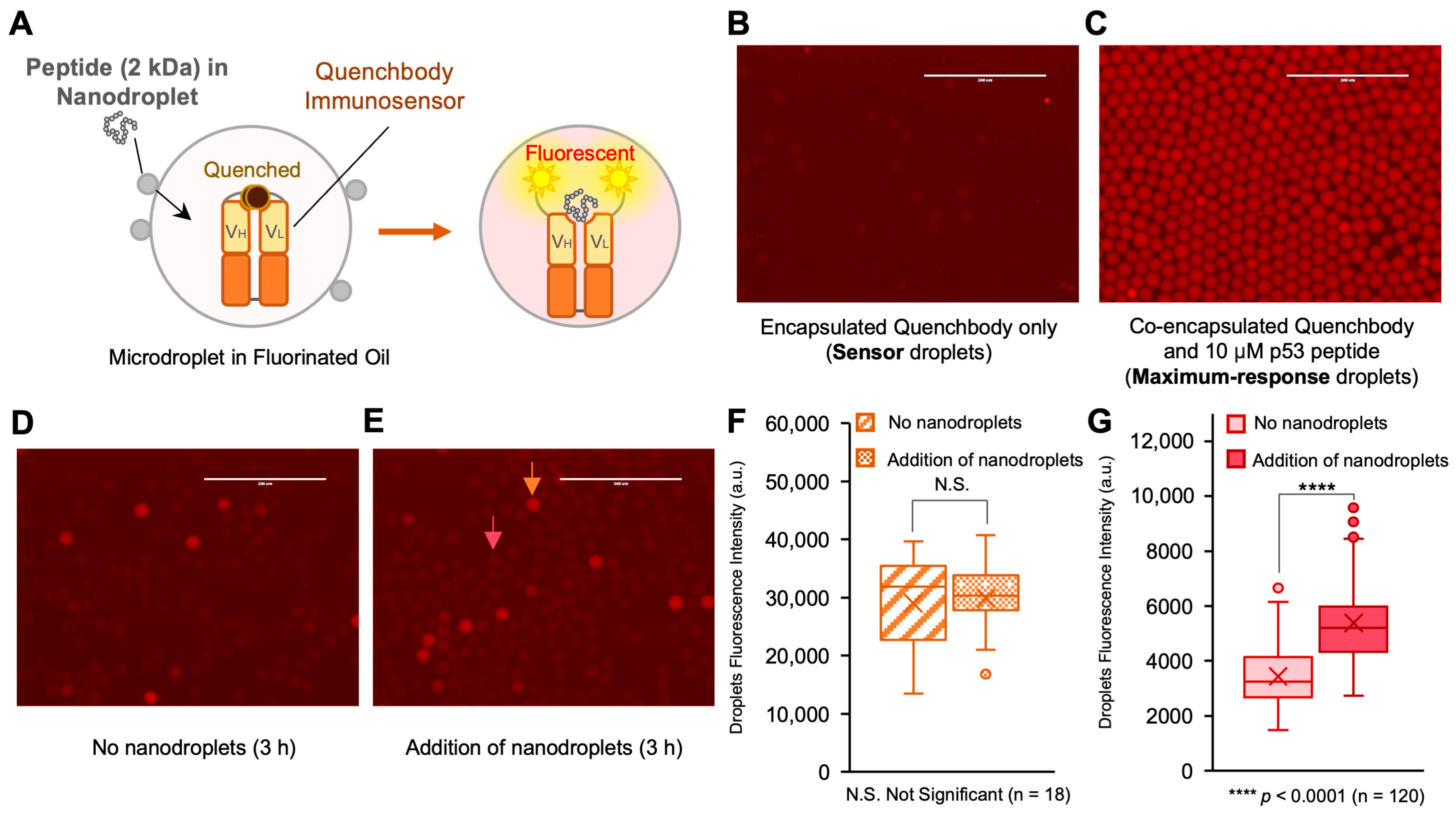 Biosensors 13 00768 g003