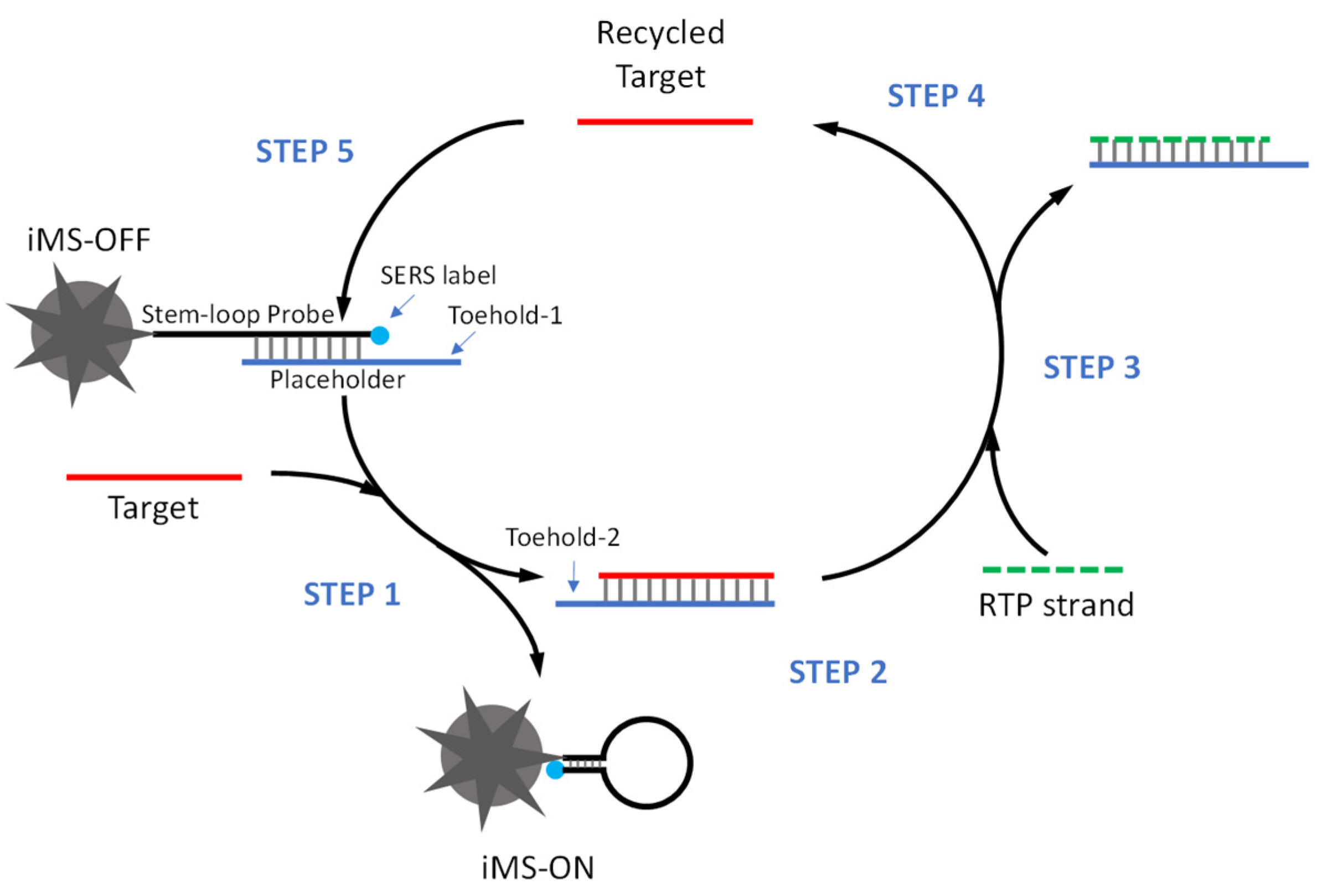 Biosensors 13 00774 g003 Biosensors 13 00774 g003