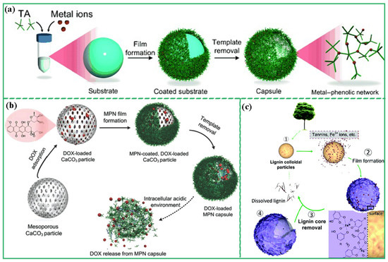 Recent Advances of Metal–Polyphenol Coordination Polymers