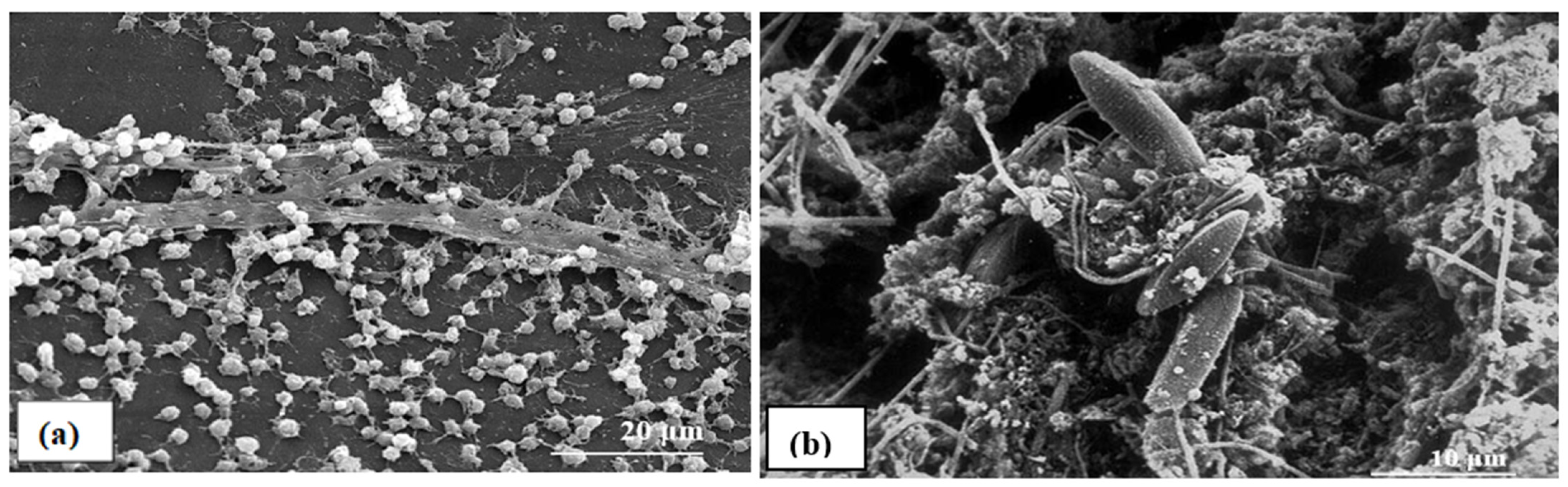 Biosensors 13 00777 g001 Biosensors 13 00777 g001