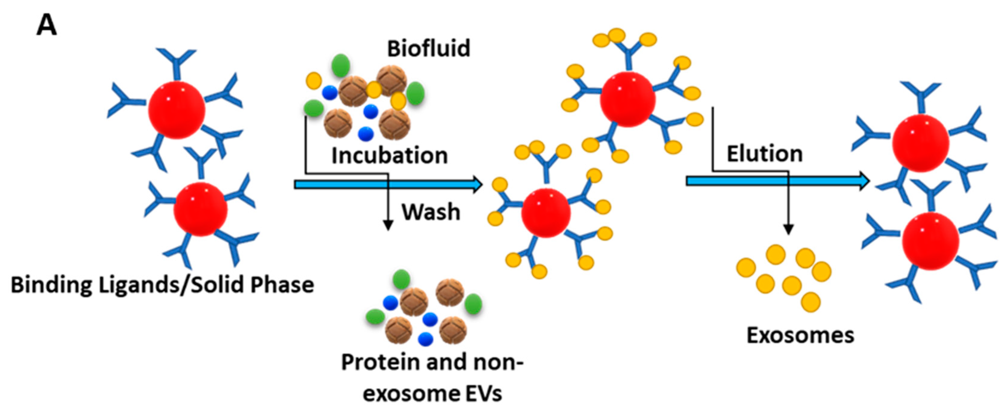 Biosensors 13 00802 g005a Biosensors 13 00802 g005a