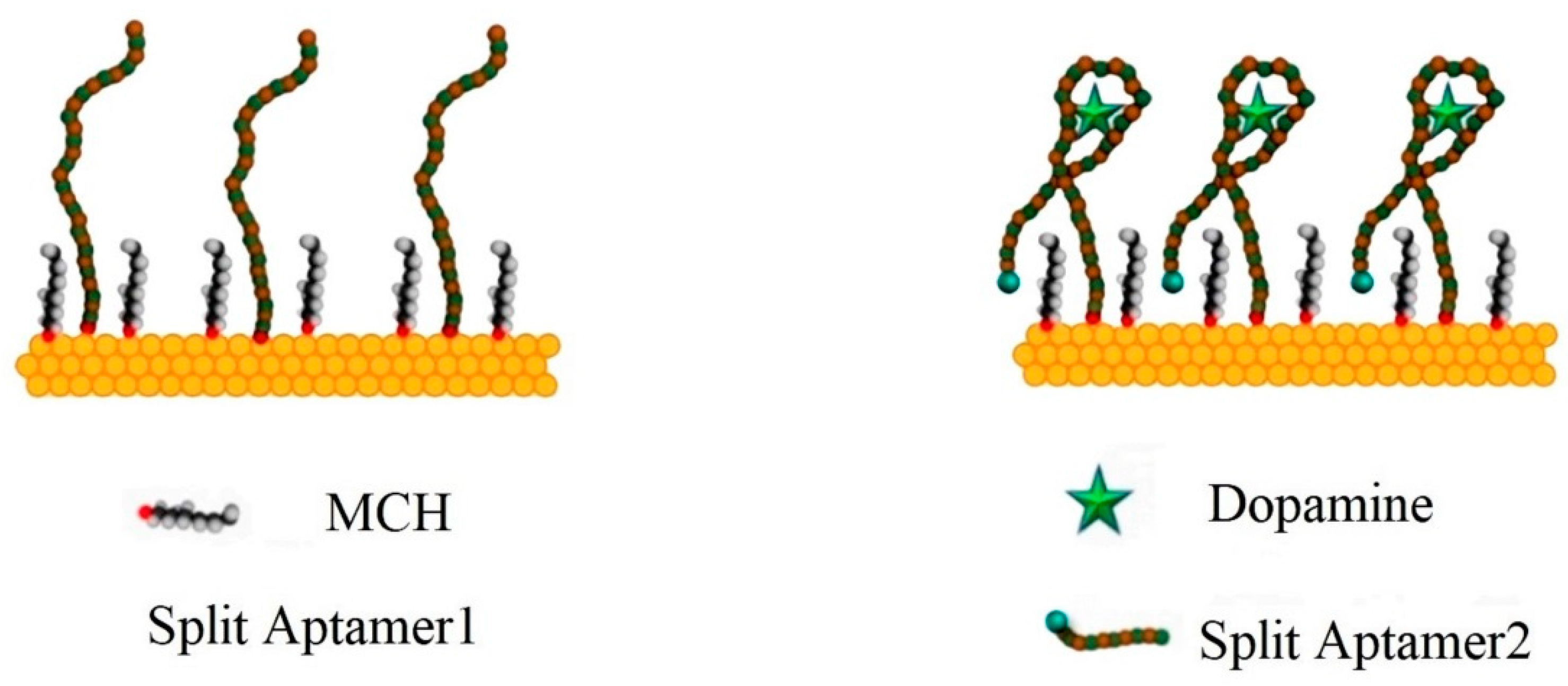 Biosensors 13 00806 g003 Biosensors 13 00806 g003