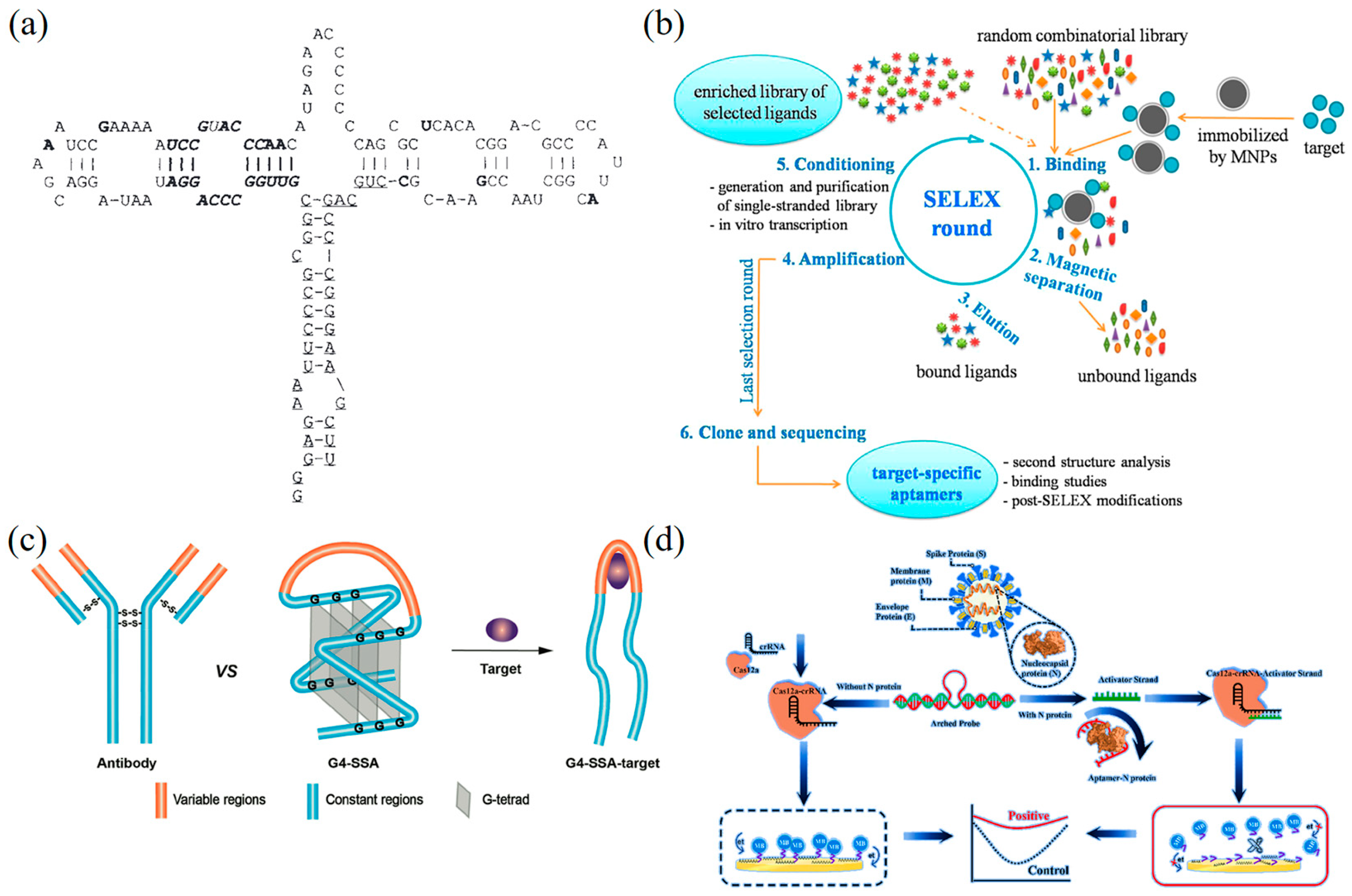Biosensors 13 00822 g002