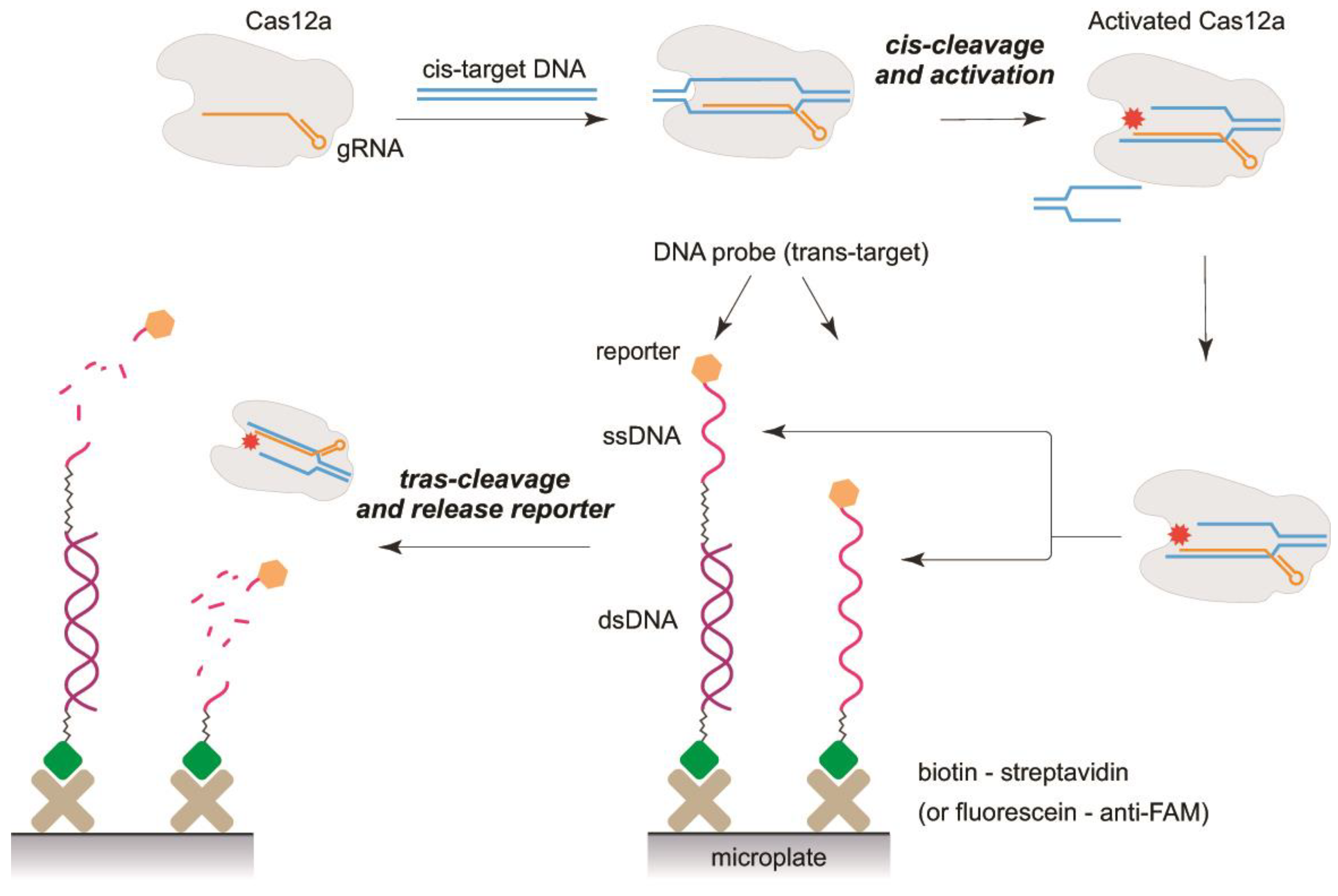 Biosensors 13 00824 g002