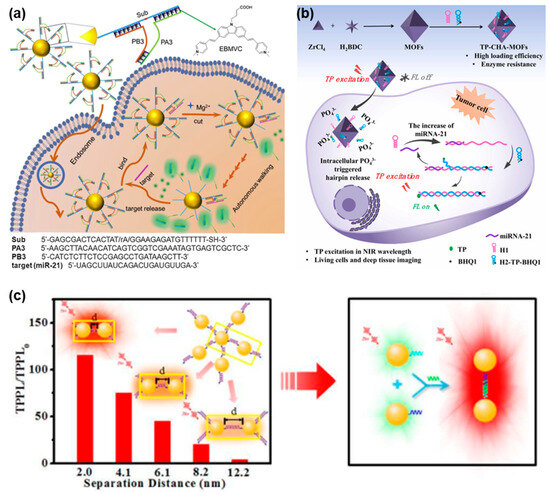 Functional Nucleic Acid Probes Based on Two-Photon for