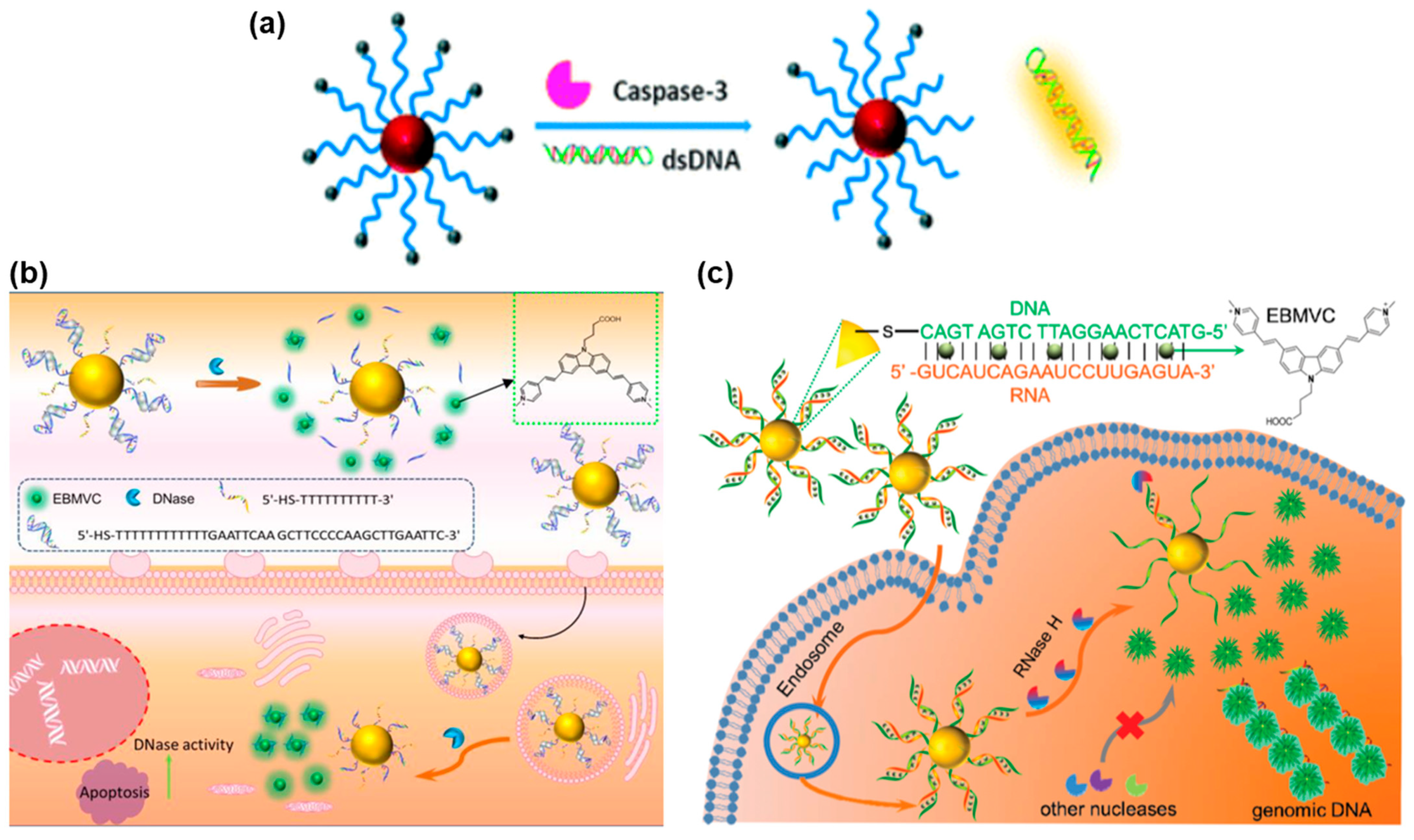 Biosensors 13 00836 g003 Biosensors 13 00836 g003